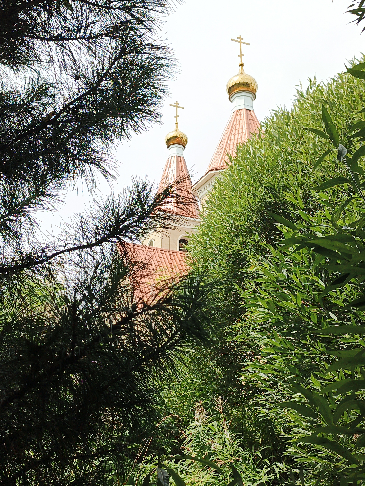 The image depicts the domes of a church, possibly the Church of the Transfiguration, visible through foliage in Zlatoust, Russia. Two golden domes topped with Orthodox crosses are prominent, with red tiled roofs beneath. Dark green pine branches frame the left side of the image, while lush green leafy bushes occupy the right side, partially obscuring the church structure. The sky is overcast and white. The scene suggests a bright, possibly humid, day, with the greenery indicating a temperate climate. No people or specific actions are visible.