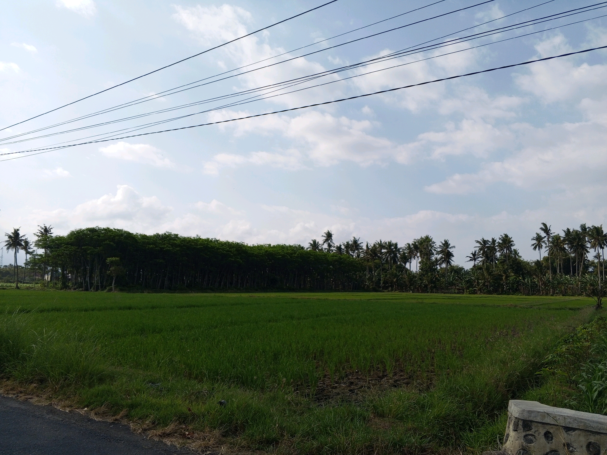 A panoramic, eye-level, medium shot captures a vibrant green rice field in Tamansari, Indonesia, under a bright, slightly overcast sky. Power lines crisscross the upper portion of the frame against the pale blue sky, with scattered white clouds. The field is lush and verdant, with some visible darker patches indicating areas of soil or different water levels. A dense line of tall, dark green trees forms a natural backdrop to the field, with several coconut palm trees interspersed among them, some reaching higher than the main tree line. To the left foreground, a section of dark asphalt road is visible, bordered by tall, wild grass. On the right side of the frame, a portion of a light gray concrete structure, possibly a marker or part of a drainage system, is visible with dark circular patterns on its surface. The scene appears peaceful and rural, with no people or animals present. The overall impression is one of natural beauty and agricultural activity under a typical Indonesian sky.