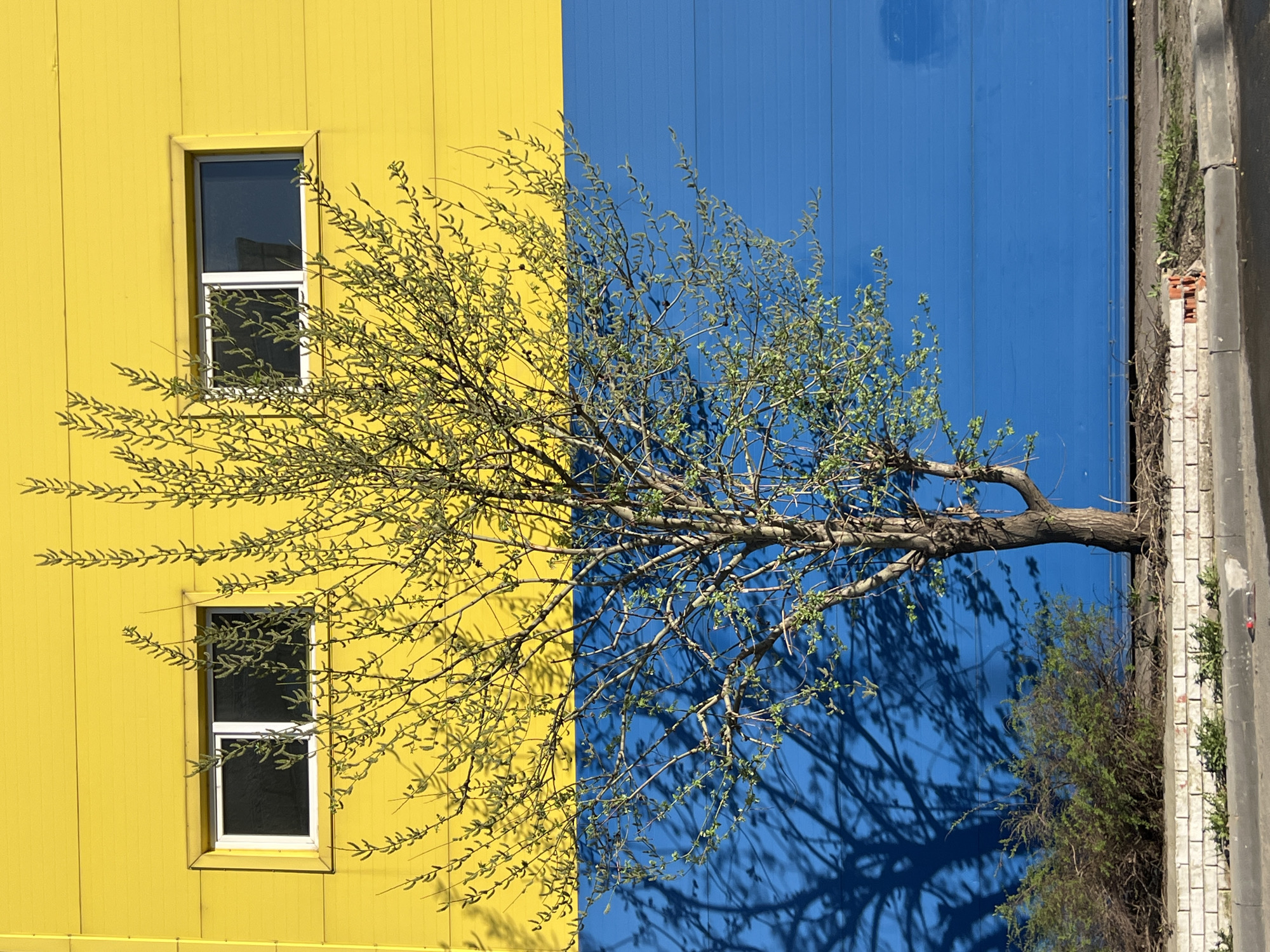 A building in Kazan, Russia, is colored yellow and blue, with a tree branch extending across the boundary between the two colors. Two windows are visible on the yellow side of the building. A curb and a strip of greenery are visible on the right edge of the image.