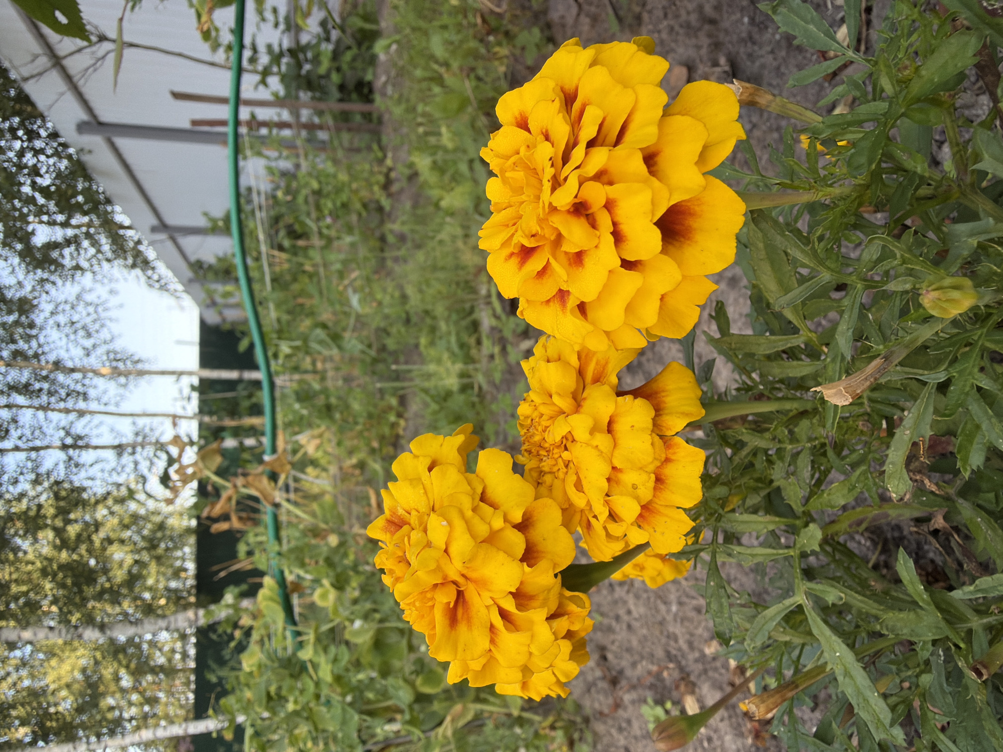 In Imeni Vorovskogo, Russia, a close-up, eye-level shot focuses on three vibrant yellow marigolds with reddish-brown centers, blooming in a garden. The flowers are the primary subject, with their ruffled petals catching the light. They are set against a backdrop of lush green foliage and the soil of the garden bed. In the distance, a light-colored fence stretches across the frame, with some trees and a dark green fence visible beyond. The sky is a pale blue, suggesting it is daytime. A green hose is also visible in the mid-ground. The scene conveys a sense of natural beauty and a well-tended outdoor space.