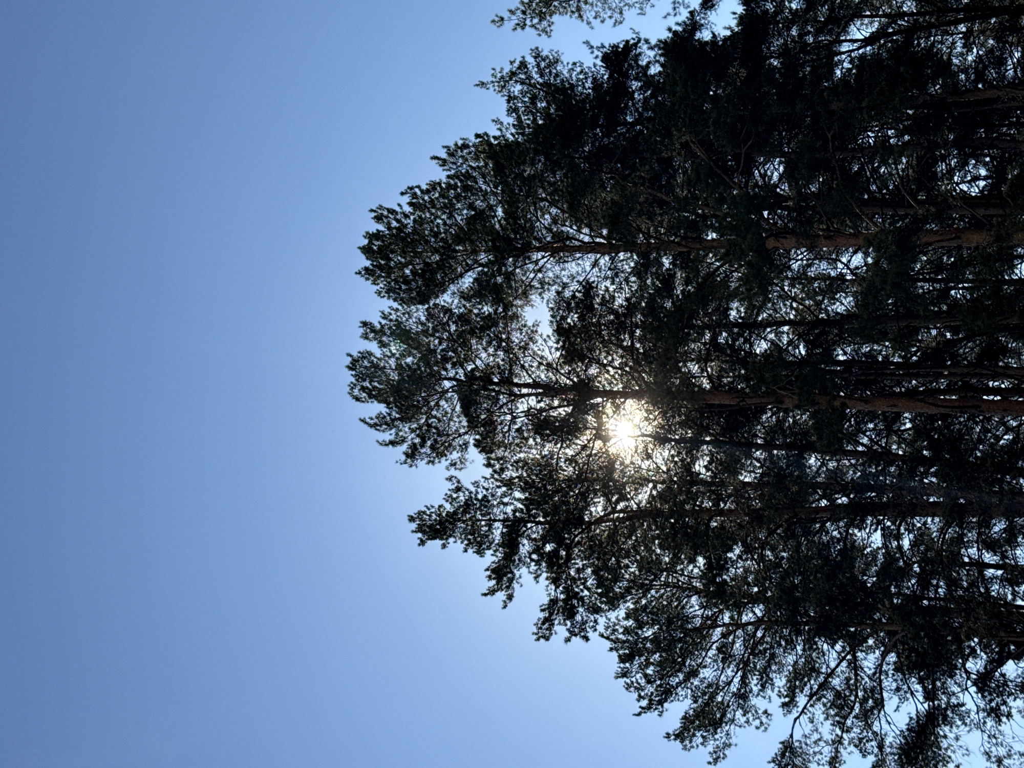 A view looking up at the sky and the tops of several tall pine trees. The sky is a clear blue. Sunlight is visible filtering through the branches of the trees. The location is Chaikovsky, Russia.