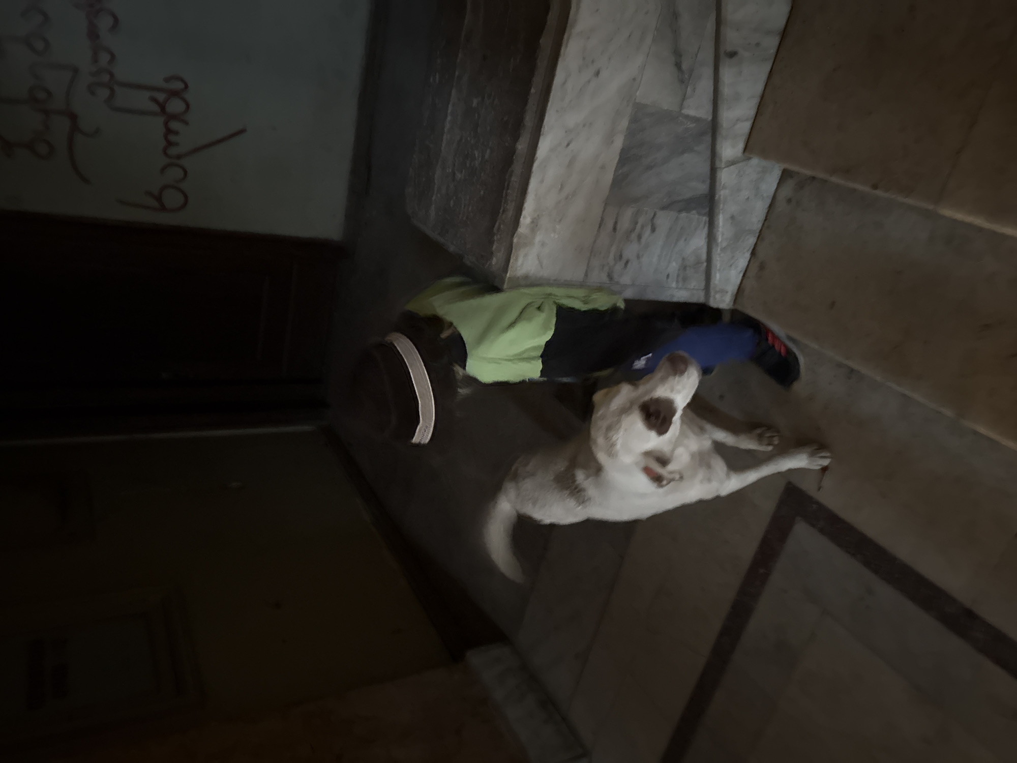 A top-down, slightly blurred image shows a child and a dog in what appears to be an interior setting. The child, wearing a brown cap, green and black jacket, and blue pants with red and black shoes, is lying on the floor. The dog, a light-colored Labrador Retriever, is standing near the child, looking upwards. The floor and steps visible appear to be made of marble or a similar material. A wall with faded red writing on it is visible in the background. Based on the visual context, this image was likely taken in Tskaltubo, Georgia, near a building or structure with unique architectural features or interiors often found in the area.