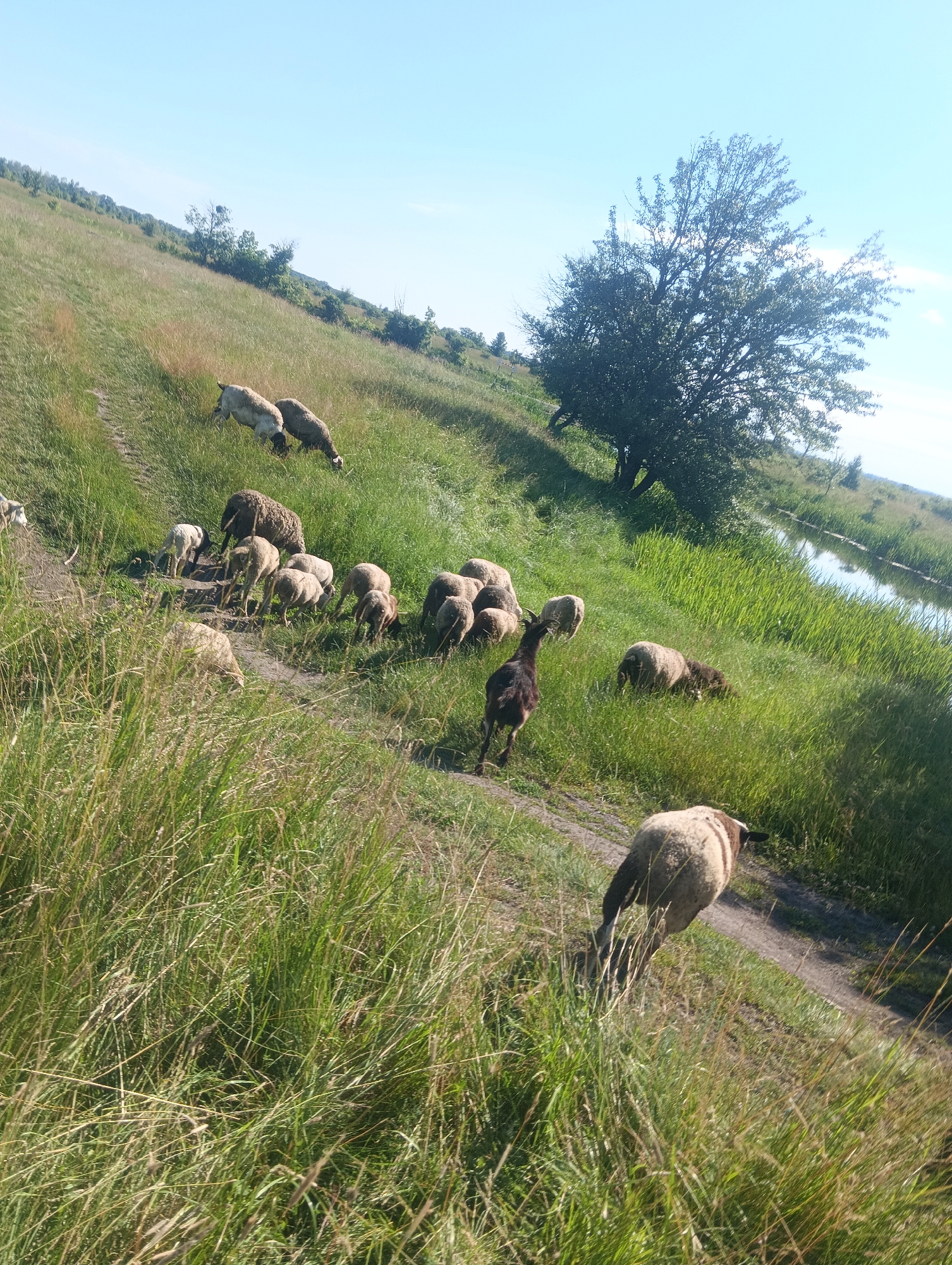A flock of sheep grazes on a grassy slope next to a body of water. The sheep are scattered across the field, with some standing and others grazing. The slope is covered in tall green grass, with a few trees in the background. A path runs along the edge of the field, and the water is visible on the right side of the image. The sky is clear and blue. The image appears to be taken on a sunny day.