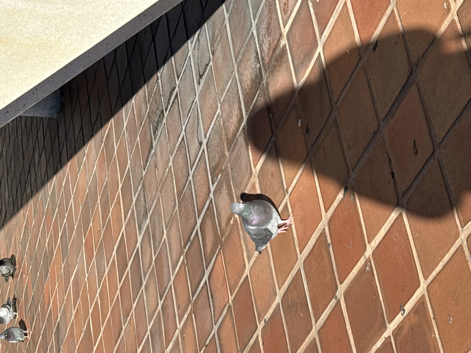 The image captures an outdoor scene in Hialeah, United States of America, focusing on several pigeons on a tiled surface under bright daylight. The main subject is a pigeon positioned centrally, appearing to peck at the ground or move forward. Its feathers display iridescent greens and purples on its neck and head, contrasting with its grey and white body. To the left, two other pigeons are partially visible, one near the bottom left corner and another slightly above it, also on the same surface.
The pigeons are situated on a reddish-brown tiled surface with a distinct diagonal grid pattern, resembling a brick or terracotta floor or a low wall. This surface extends across most of the frame. Above the tiled area, a lighter, off-white or cream-colored structure is visible along the top edge, casting a prominent, dark shadow that cuts diagonally across the tiled surface from the upper left to the lower right. The shadow indicates strong, direct sunlight, suggesting a clear and sunny day, likely mid-day or early afternoon given the sharp angles. No human subjects or visible text are present in the image.