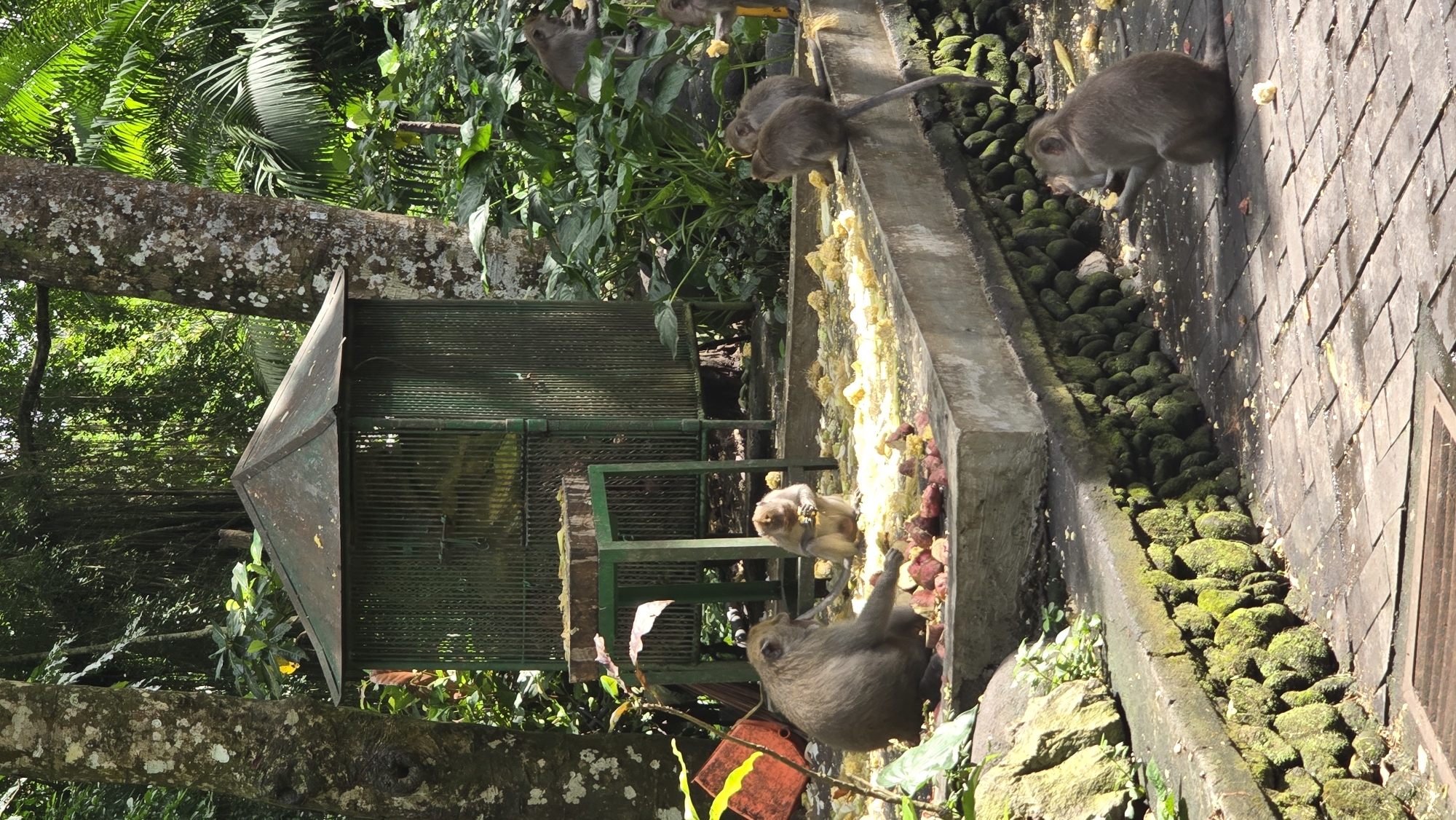 The image depicts a scene at the Monkey Forest in Ubud District, Indonesia, focusing on several long-tailed macaques and their environment. In the background, a large green cage with a peaked roof stands amidst lush tropical foliage. In the foreground, a concrete platform is covered with scattered food remnants, including what appears to be corn kernels and pieces of fruit. Several monkeys are actively engaged with the food or resting. One monkey sits facing left, eating from the platform, while another sits facing right, also eating. A third monkey is positioned on the right side of the platform, facing left and holding food. A fourth monkey is on the ground to the right, facing left and holding food. The ground is paved with reddish-brown brickwork, and the edges of the platform are lined with moss-covered stones. The overall atmosphere is one of natural habitat interspersed with man-made structures for animal observation and feeding.