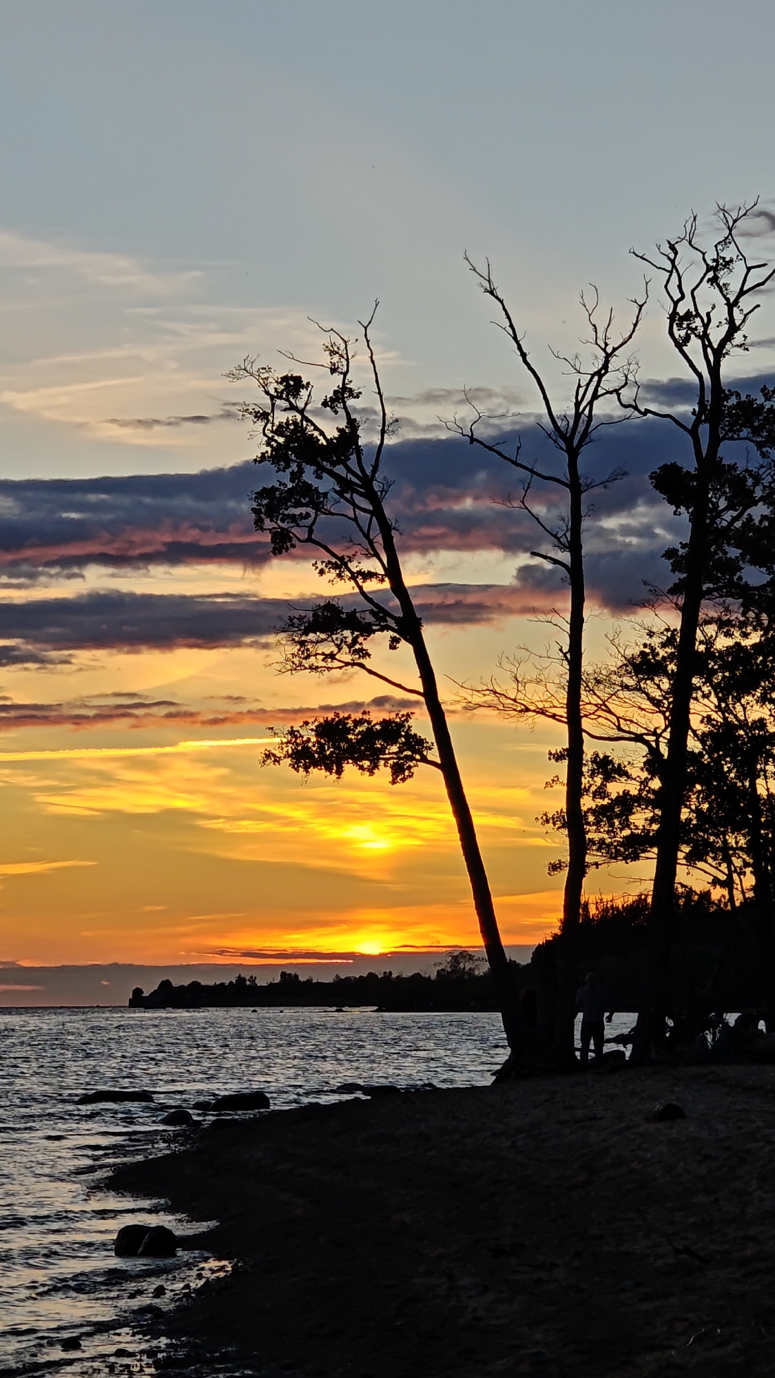 The image depicts a sunset over the Gulf of Finland, viewed from the beach in Kronstadt, Russia. The sky is ablaze with vibrant hues of orange, yellow, and pink, streaked with dark clouds. Silhouetted against the colorful sky are several bare trees, their branches reaching out like skeletal fingers. In the foreground, the dark sand of the beach meets the rippling water of the gulf, with a few stones scattered along the shoreline. Further in the distance, a line of trees and structures marks the coastline. Several figures, also silhouetted, are visible on the beach, some appearing to be standing and others seated, suggesting a gathering of people enjoying the sunset.