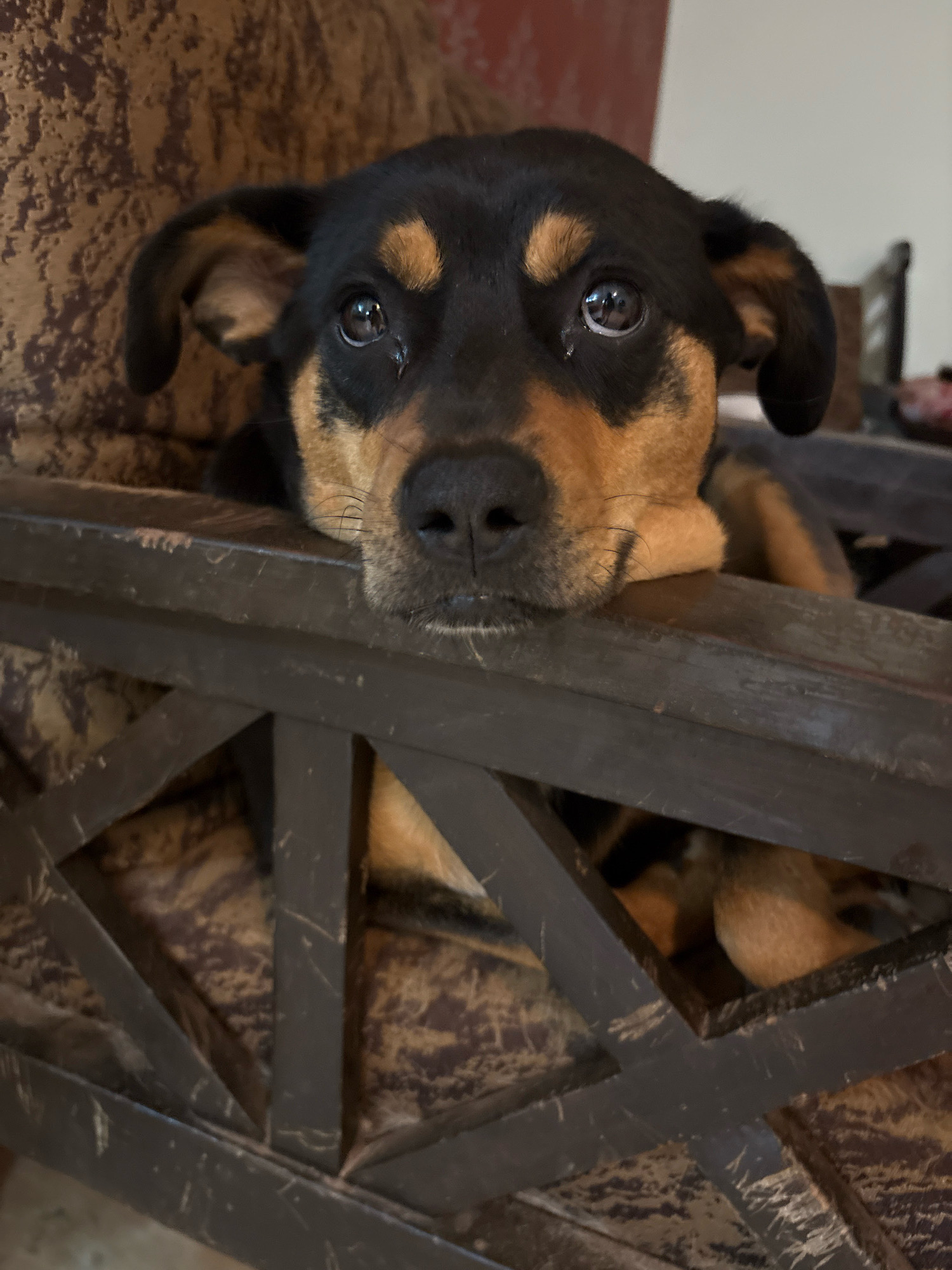A medium shot shows a black and tan dog resting its head on a dark wooden railing. The dog has large, dark eyes with reflections of light, and its ears are partially extended. The background consists of a textured, brown upholstered chair. The dog appears to be indoors, on or near a piece of furniture. The scene does not provide any specific details or context related to the city of Ashvem, India.