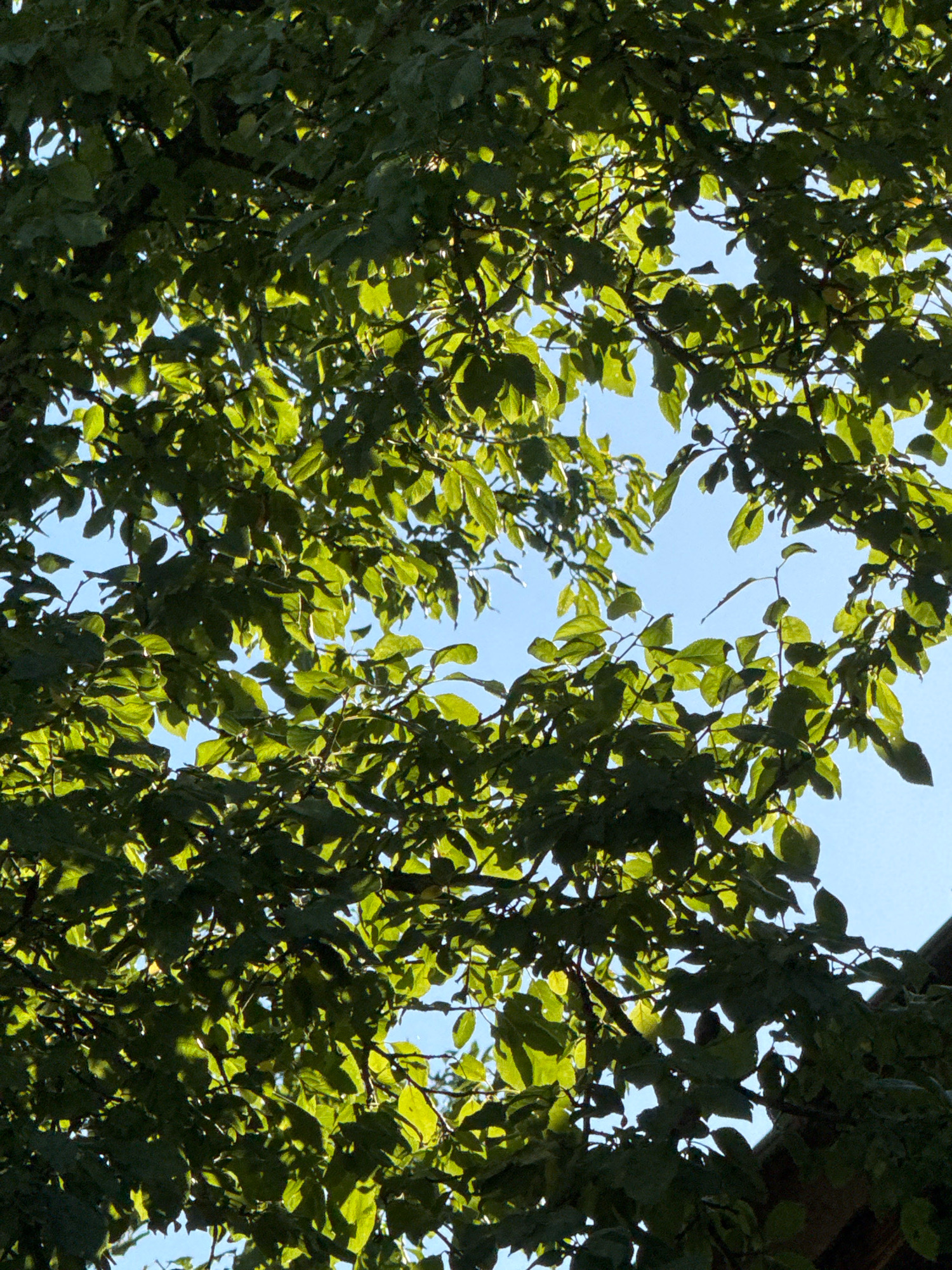 The image is a close-up shot looking upwards through the canopy of a deciduous tree, showcasing a dense arrangement of vibrant green leaves and branches against a clear blue sky. Sunlight filters through the foliage, creating dappled patterns of light and shadow. The leaves are varied in shape and size, indicating it is likely summer or early autumn. In the upper right corner, a small portion of a brown roof with dark shingles is visible, suggesting the tree is located near a building, possibly a house. The composition is dominated by the organic shapes of the leaves and branches, creating a natural, somewhat abstract scene. The location is specified as Waiblingen, Germany.