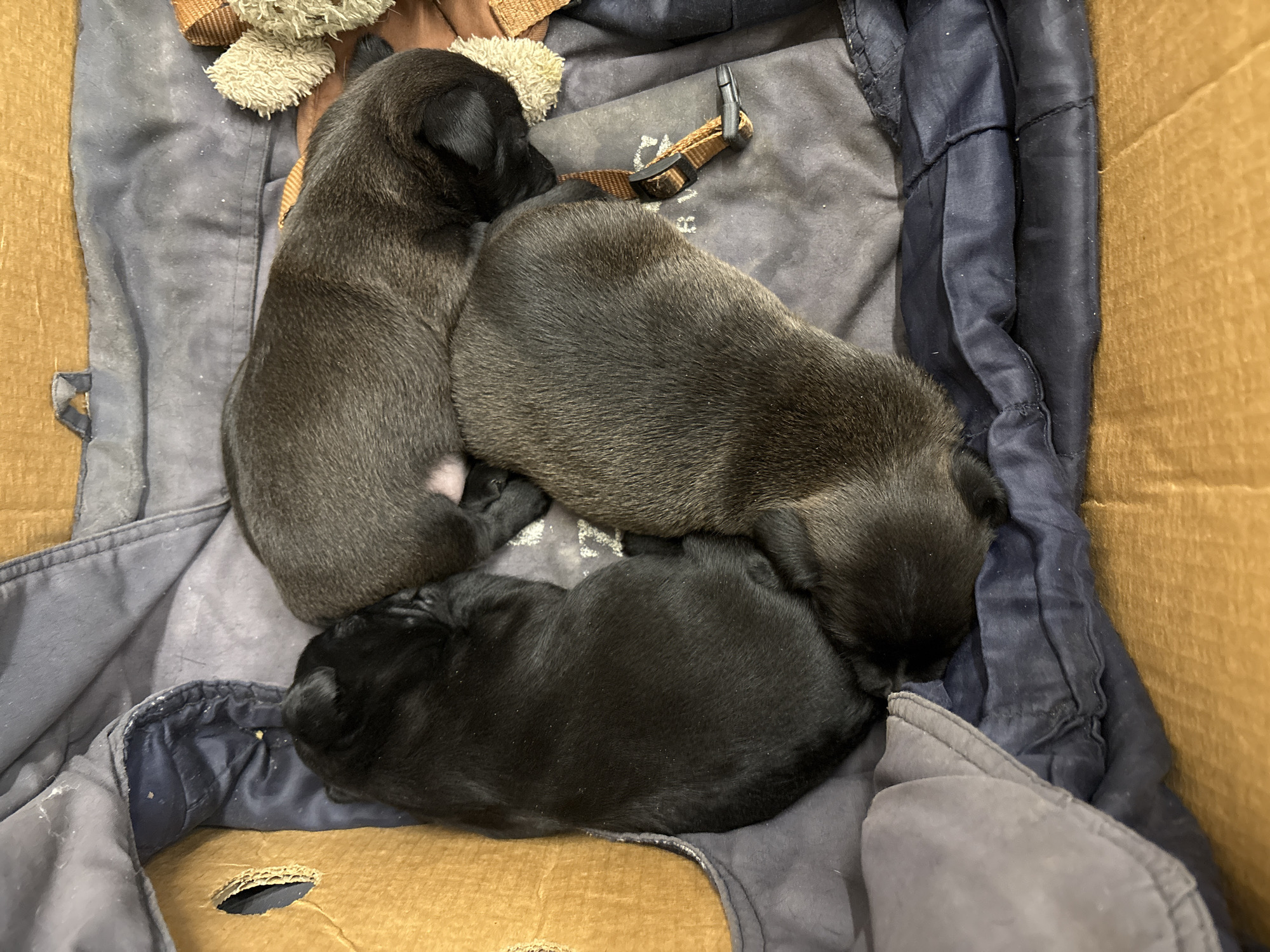 Three puppies are sleeping huddled together in a cardboard box lined with a dark blue fabric. The puppies appear to be young, with one entirely black and two dark gray. A portion of a stuffed toy and a brown dog collar with a buckle are also visible within the box. The environment suggests an indoor setting.