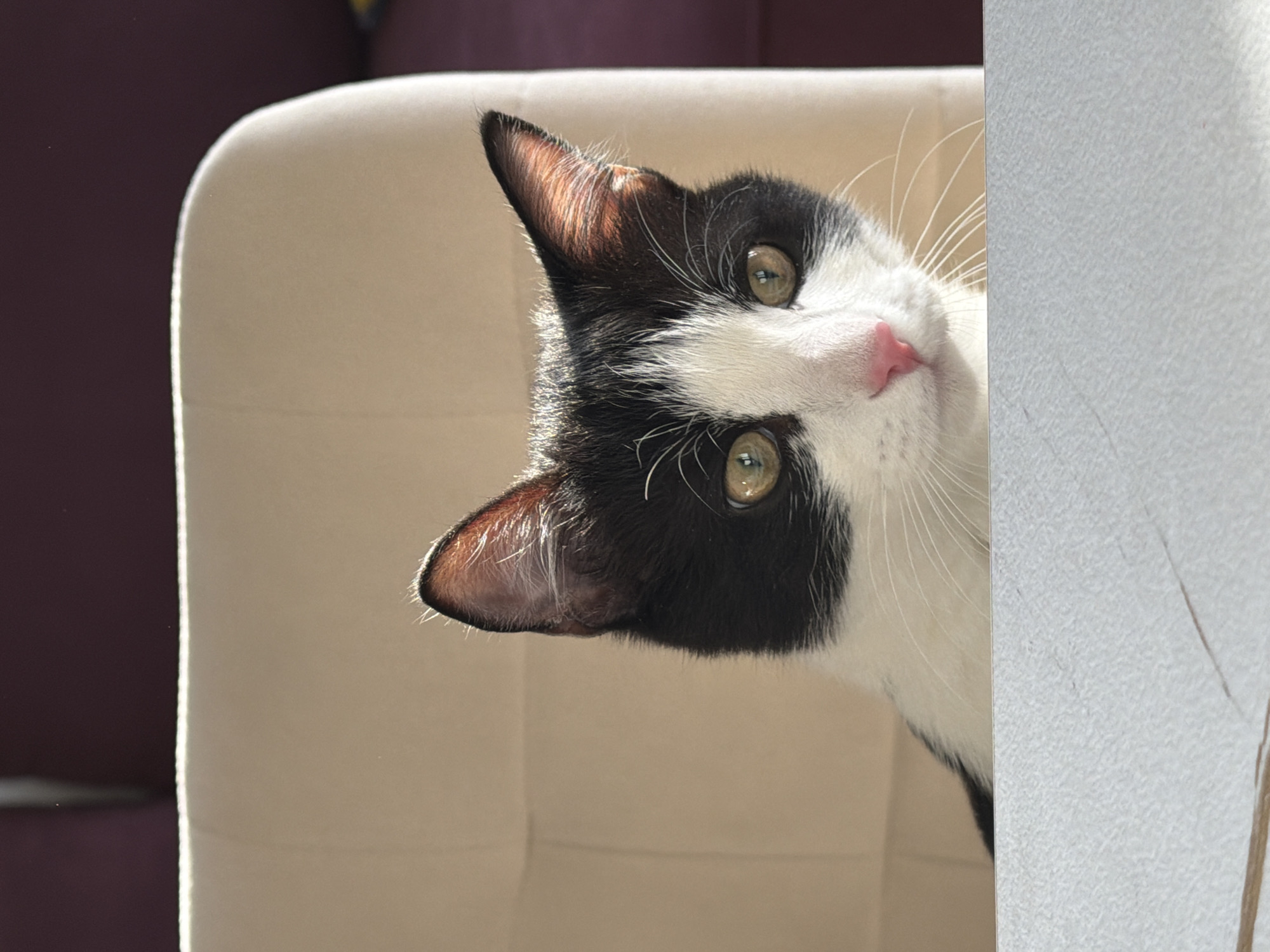 A black and white cat is peeking over a cream-colored chair. The cat has a pink nose and yellowish-green eyes. The background includes a maroon surface and a white wall with a faint vertical line. There is no information about the city of Chaikovsky, Russia, in the image.