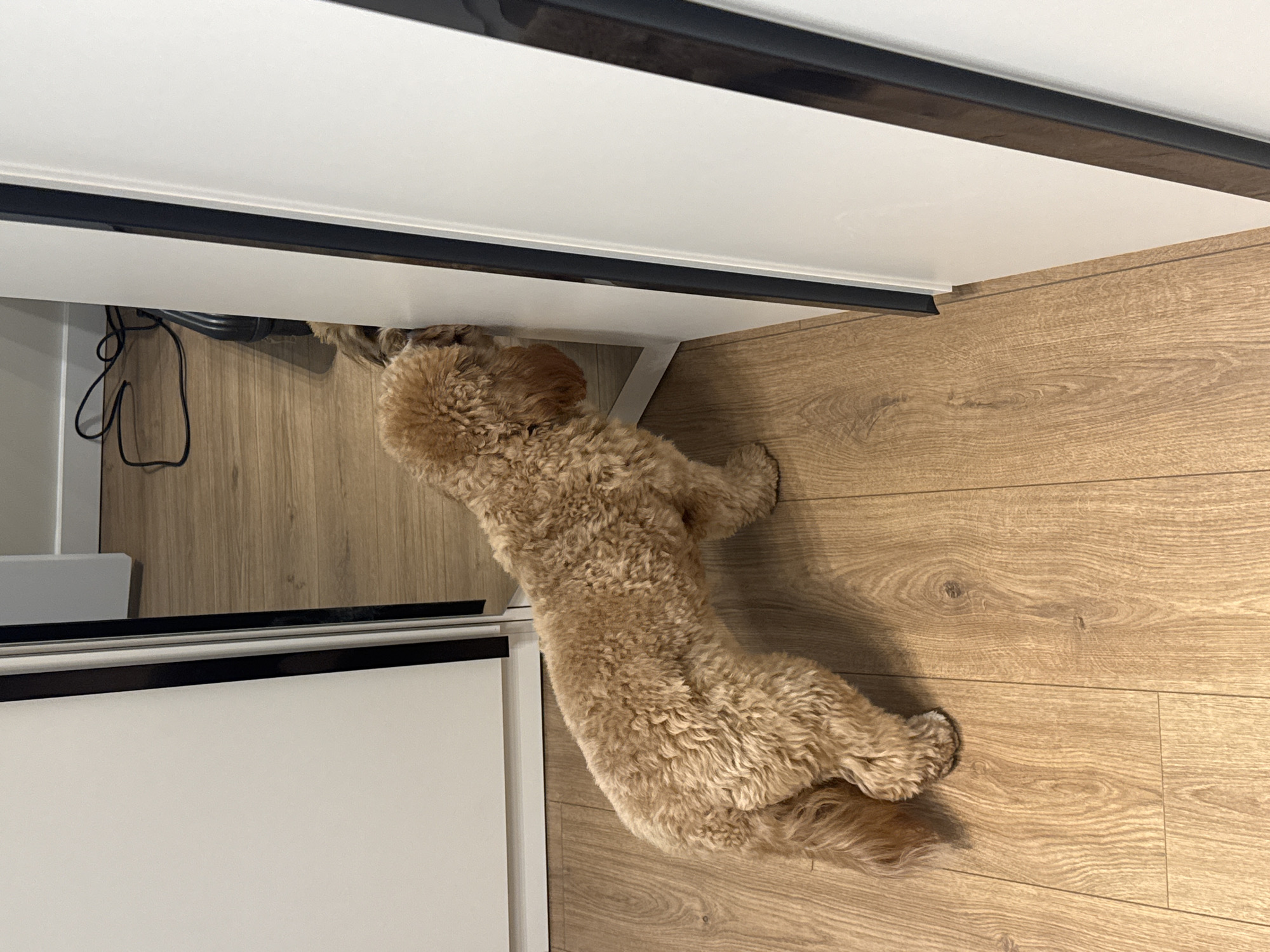 This indoor scene, stated to be located in Burgas, Bulgaria, features a small-to-medium-sized canine subject. The dog possesses light brown, curly fur and is standing on a light wood-effect laminate floor. Its head is turned to the right, with its snout in direct contact with a vertical mirrored surface. This mirror is integrated into a white wardrobe or sliding door system, characterized by a prominent dark vertical trim. A partial reflection of the dog is visible in the mirror. Through a narrow opening adjacent to the mirror, a light-colored wall, a coiled black electrical cable, and a dark object, possibly a shoe or appliance base, are discernable on the floor in the background.