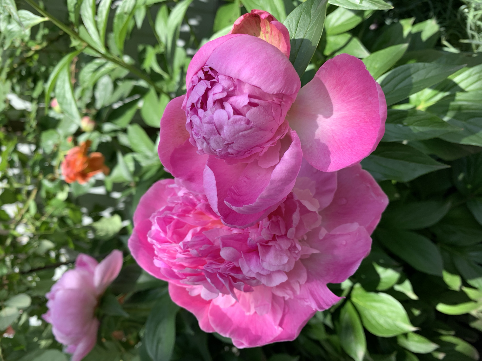 A close-up shot shows a vibrant pink peony in full bloom. The flower has layers of petals in varying shades of pink. Green leaves are visible behind and around the peony, suggesting it is growing in a garden. An orange flower is blurred in the background.
