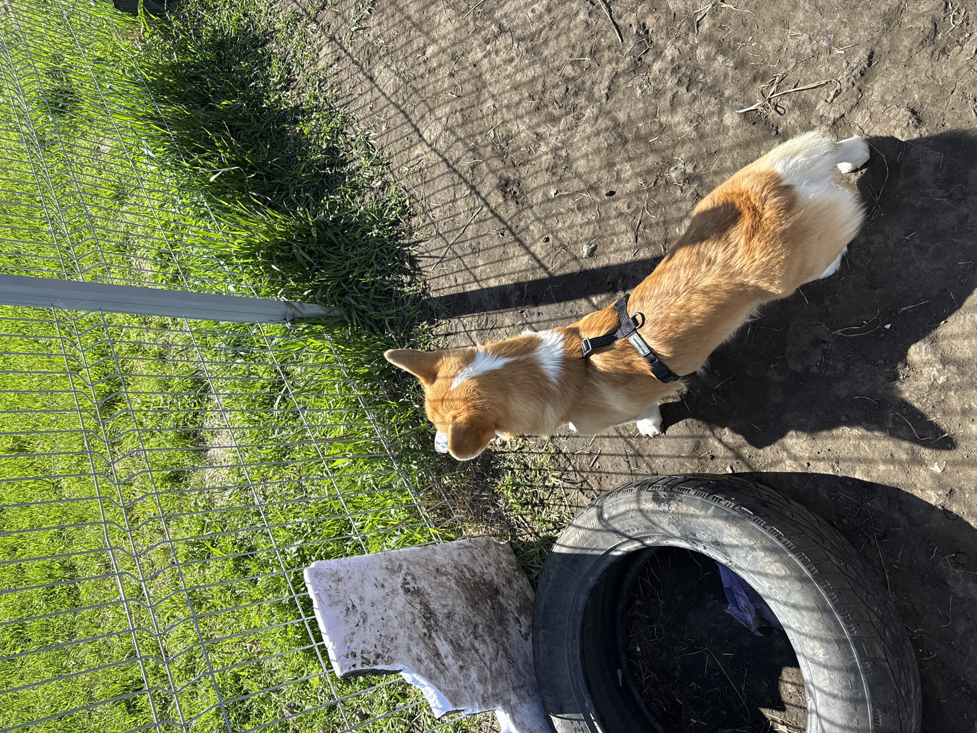The image, taken in Krasnoyarsk, Russia, features a light brown and white Corgi dog standing outdoors on a bright, sunny day. The dog is positioned towards the left of the frame, with its head near a metal wire mesh fence. It wears a black harness on which the words "easy walk" and "petsafe" are faintly visible.
The ground where the dog stands is mostly dry, light brown dirt with sparse patches of dried grass. To the left of the fence, vibrant green grass grows, contrasting with the drier area. Strong sunlight casts distinct, long shadows of the fence onto the dirt, indicating clear weather, likely during mid-morning or late afternoon.
In the lower right foreground, a discarded black car tire lies on its side. Visible text on the tire includes "ROTATIONAL" and potentially "EXTRA LOAD" and a size marking like "165/80R13". Adjacent to the tire and closer to the fence, there is a piece of white, irregularly shaped material, possibly styrofoam, showing dirt marks. The overall setting appears to be an outdoor, somewhat unkempt area, possibly a dog run or a yard. The dog appears calm and is looking towards the fence. No people are visible in the scene.