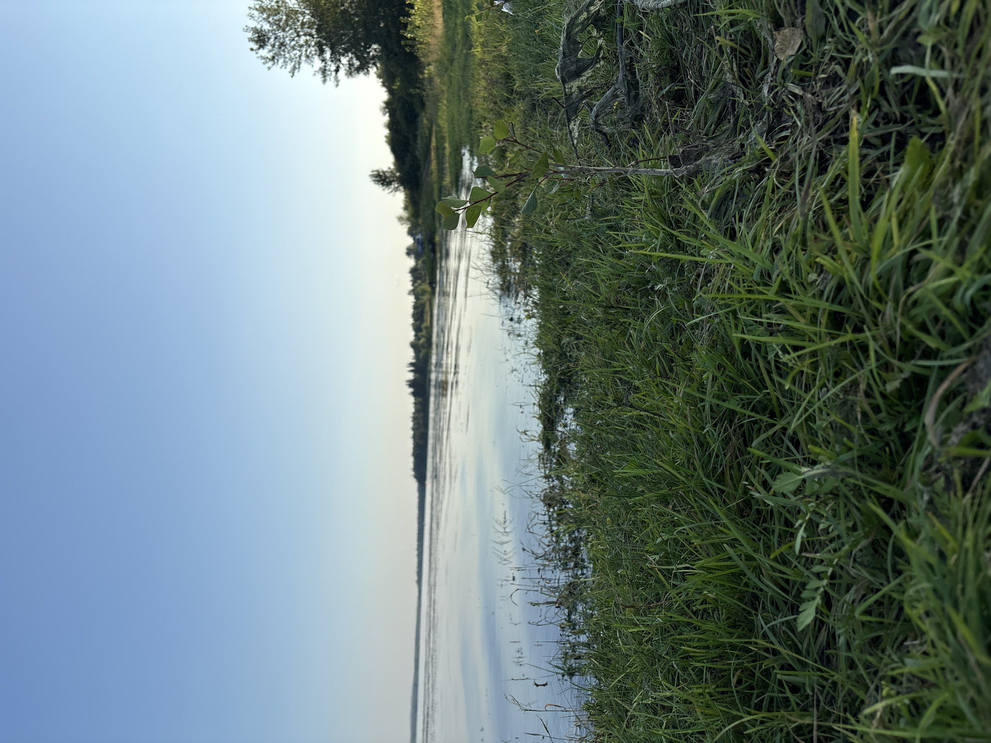 A low-angle, wide shot captures a serene natural landscape in Konets-Bor, Russia. The foreground is dominated by lush, green grass, with some of it appearing slightly overgrown and unkempt. To the right of the frame, a small, young tree with sparse green leaves is visible, partially obscured by dry vegetation and twigs. Beyond the grass and the small tree, a calm body of water stretches towards the horizon. The water's surface reflects the clear, pale blue sky, creating a sense of tranquility. The far shore of the body of water is lined with a dense strip of trees, appearing as a dark green silhouette against the horizon. A few scattered buildings or structures can be discerned within the tree line, suggesting the presence of a settlement. The sky is a gradient of soft blue, fading to a lighter hue near the horizon, indicating it might be early morning or late afternoon. The overall impression is one of peaceful, undeveloped nature.