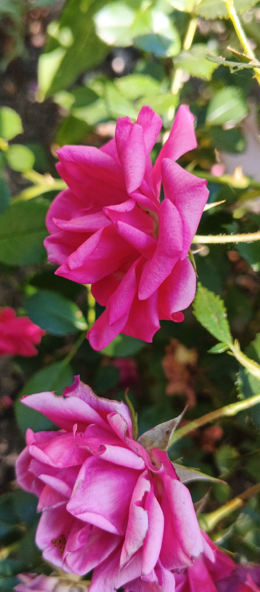 The image is a close-up, vertical photograph of two vibrant pink roses in a garden setting, likely in Smila, Ukraine. The foreground is dominated by the upper portion of a rose with intricately layered petals, displaying a rich fuchsia hue. The petals are slightly curled and textured, some showing hints of lighter pink or white along their edges. To the lower left, a second rose, partially visible and slightly out of focus, also exhibits similar pink coloration and layered petals, appearing as a slightly paler shade. The background consists of lush green foliage, rendered soft and blurred due to the shallow depth of field, suggesting a sunny day with dappled light. Some darker, out-of-focus shapes are visible within the greenery, possibly other flowers or branches. The overall impression is one of natural beauty and floral vibrancy.