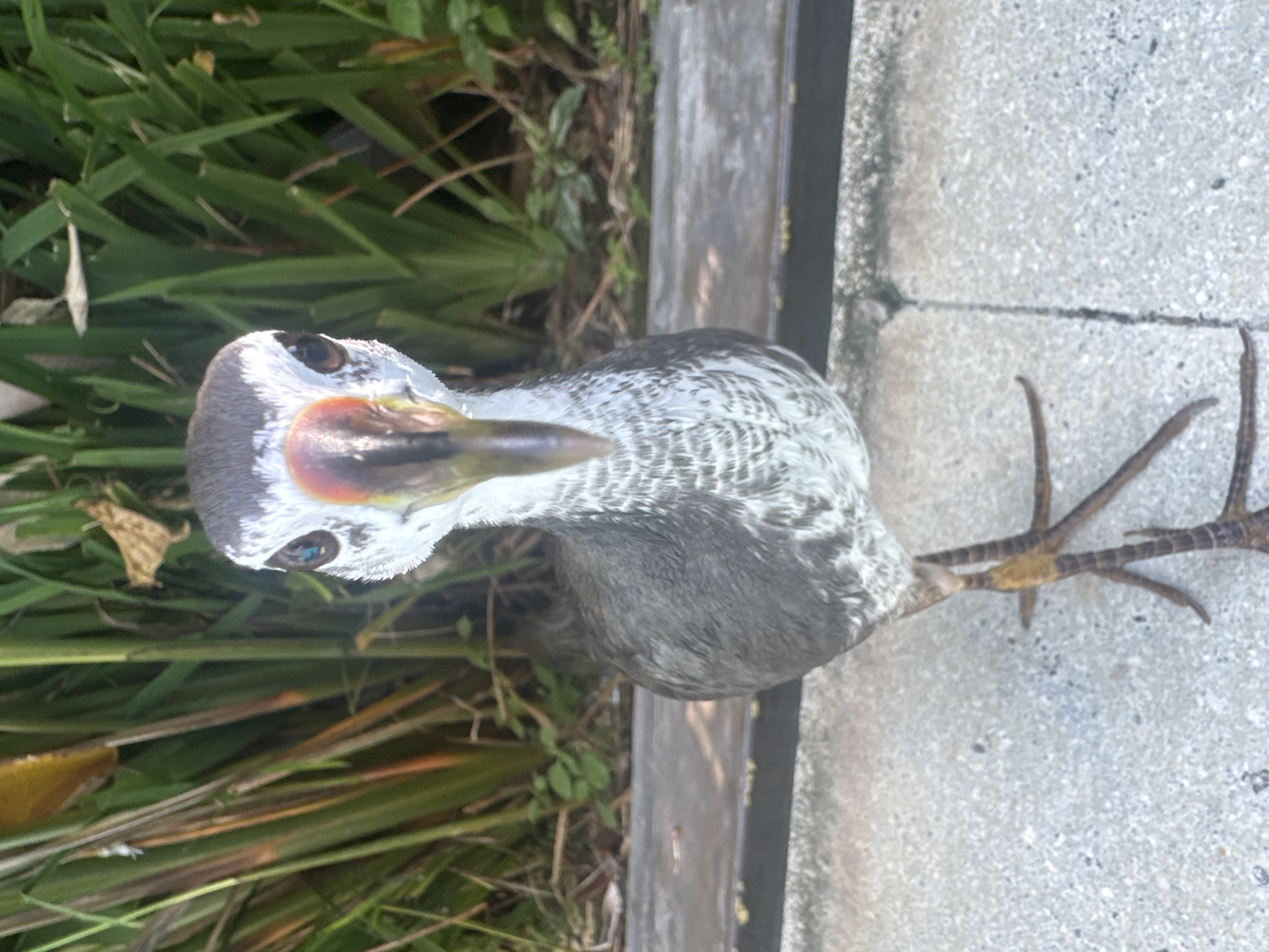 A grey waterhen stands near a concrete curb in an outdoor location in Kuta Selatan, Indonesia. The bird has a white forehead and reddish facial shield, with long toes on its brown legs. Vegetation is visible on one side of the curb and concrete pavement on the other.