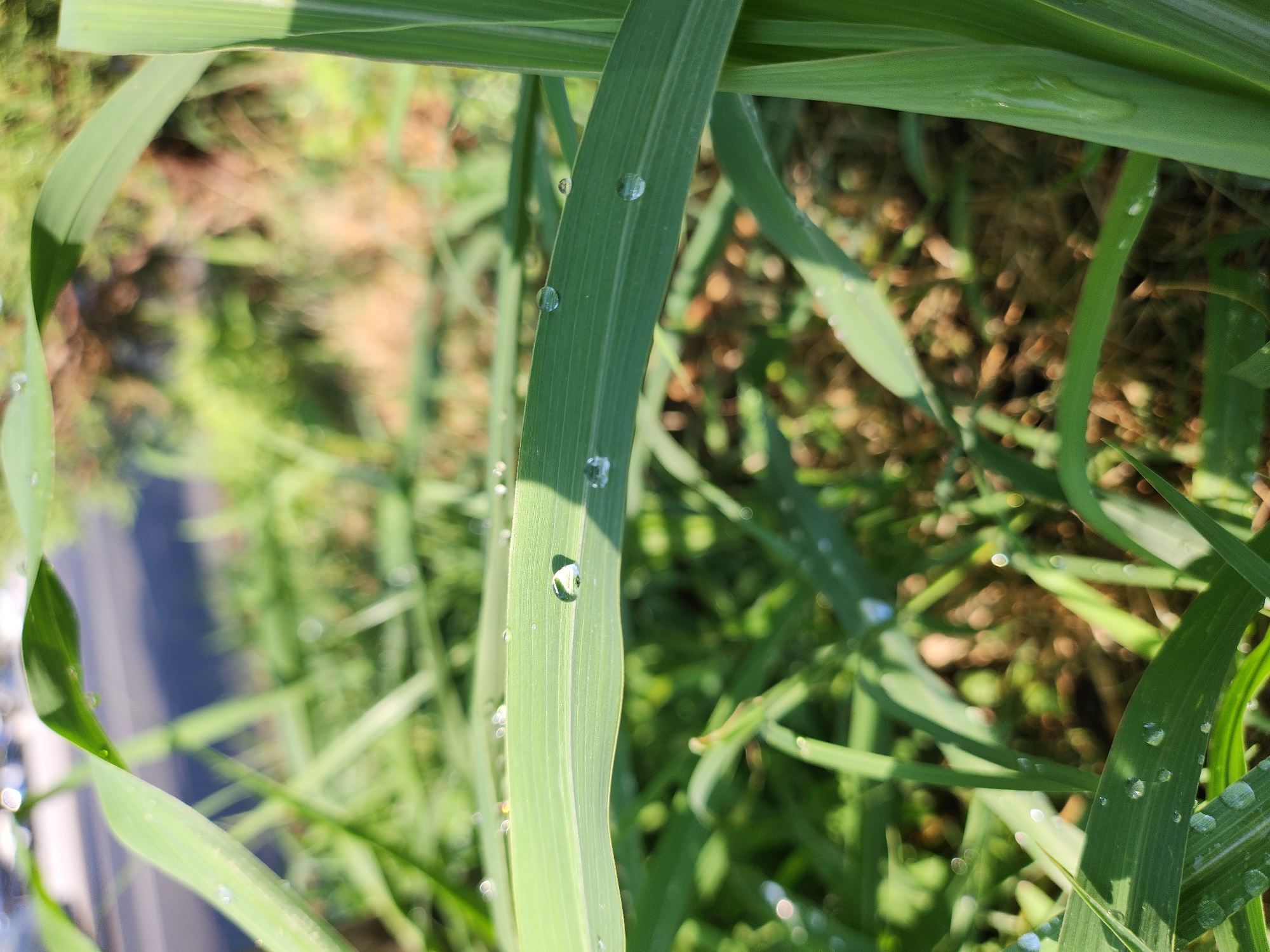 In a shallow, eye-level, close-up shot, blades of green grass with dew drops are visible. The dew drops are small, clear, and spherical, some reflecting the surrounding environment. The grass blades are long and thin, with visible veins and a glossy texture due to the moisture. The background is blurred, showing patches of dry brown grass, green foliage, and an out-of-focus dark gray surface that appears to be a road or pavement. Sunlight filters through the scene, creating highlights and shadows on the grass. There are no people or animals present. The overall impression is one of a tranquil, dew-covered morning in an outdoor grassy area.