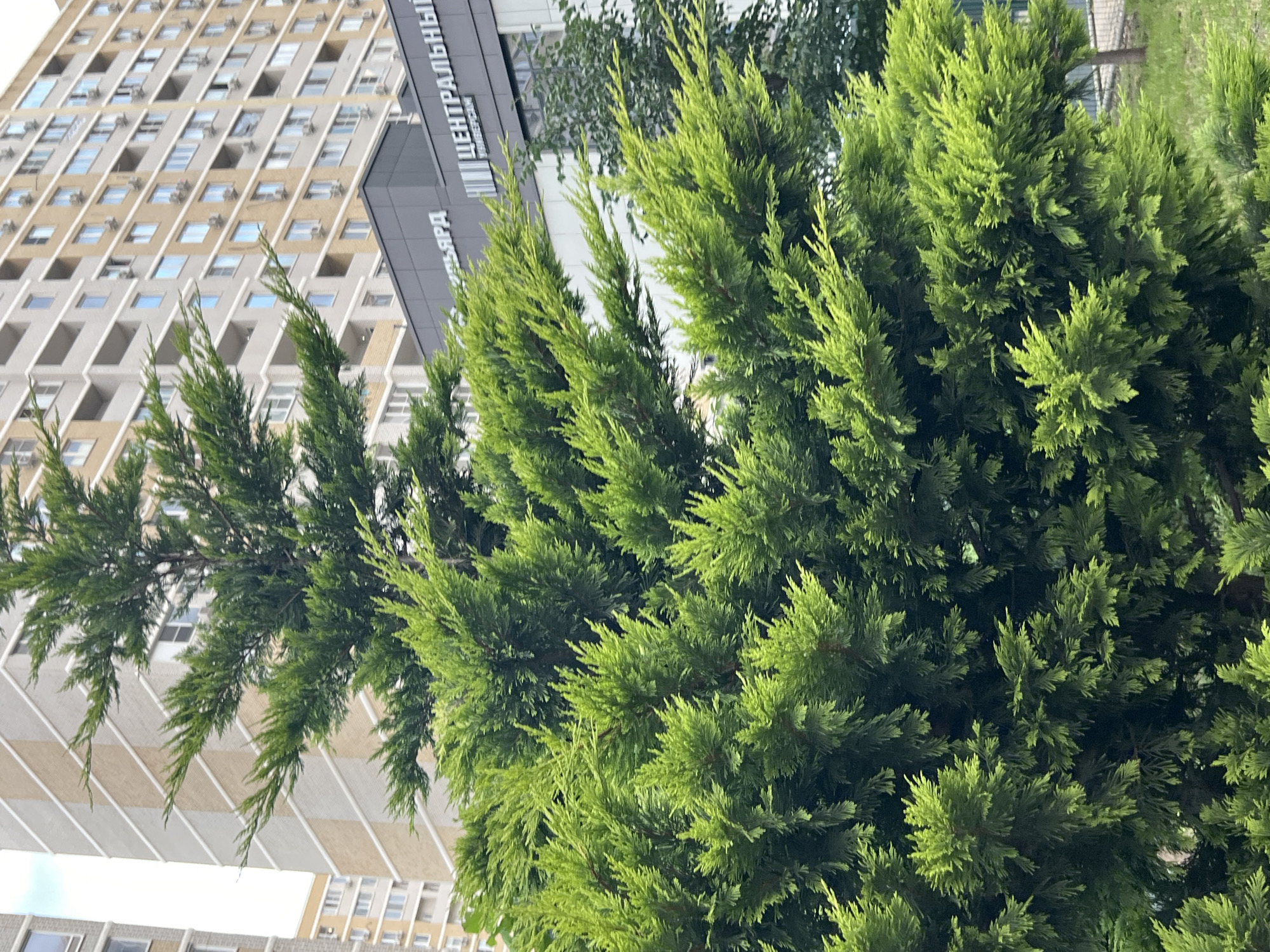 In the foreground of the image, a dense, vibrant green conifer tree dominates the frame. The tree's branches are laden with feathery foliage, varying in shade from a bright lime green to a deeper emerald, indicating healthy growth. Its textured appearance suggests it is likely a cypress or cedar variety.
Behind the tree, a modern, multi-story building is visible. Its facade is a mosaic of beige and white rectangular panels, interspersed with rows of windows and balconies. Numerous air conditioning units are mounted on the exterior walls. The building's architecture suggests a residential or mixed-use complex.
Below the taller building, a lower, darker building is partially obscured by the conifer. This structure has a modern design with a dark gray facade. White text in Cyrillic script is visible on this building, with the word "ЦЕНТРАЛЬНЫЙ" (Centralny) being most prominent, suggesting it might be a commercial center or administrative building.
The environment appears to be urban, with the presence of buildings and manicured grass and possibly a fence in the lower right corner, suggesting a park or landscaped area within the city. The sky is overcast and a pale grey, typical of cloudy weather.
The image is static and does not depict any people or animals, nor any ongoing actions. It is a still-life scene of an urban landscape, focusing on the interplay between the lush greenery of the conifer and the modern architectural elements of the surrounding buildings. The overall impression is one of a contemporary urban setting with elements of nature integrated into the cityscape. The location is identified as Belozernyi, Russia.