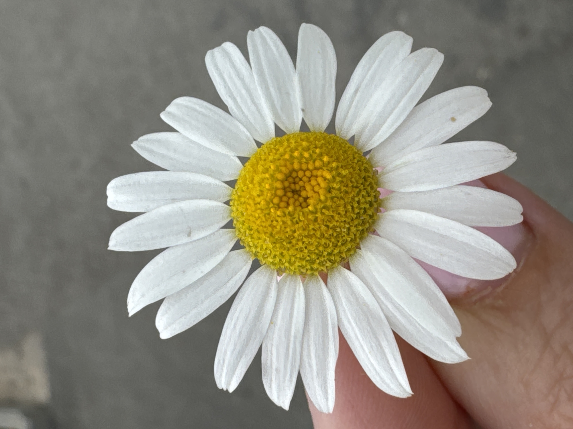 A close-up, eye-level shot captures a single daisy being held by a person's fingers against a blurred, grey background. The daisy, with its white petals and bright yellow center, is the primary subject. The fingers holding the flower, with pink nail polish visible, are in the lower left portion of the frame. The background appears to be a textured, outdoor surface, possibly pavement or concrete. The image provides no discernible information or context related to the city of Ufa, Russia.