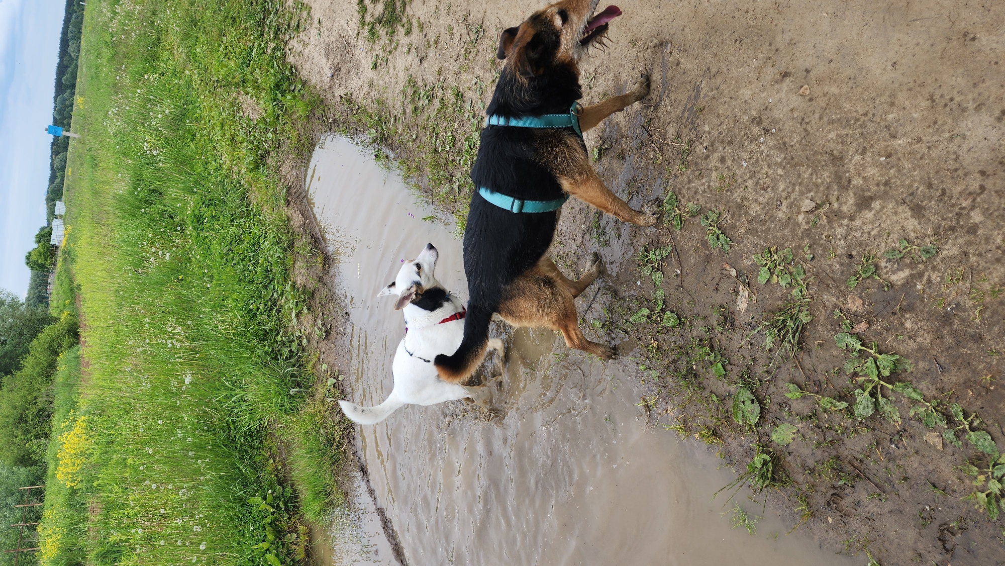 Two dogs are seen playing in a large muddy puddle on a dirt path in Glukhovo, Russia. The image is taken outdoors during the daytime, under bright, possibly sunny, conditions.
One dog, predominantly white with black and brown markings on its head and body, and wearing a red collar or harness, is standing with all four paws in the murky water, looking up. The other dog, larger and with black and brown fur, wearing a light blue harness, has its front paws on the muddy ground next to the puddle and its hind legs in the water. This dog is looking upwards with its tongue hanging out, suggesting excitement or panting. Both dogs appear joyful and energetic, enjoying the muddy environment.
The setting is rural or natural, with a wide expanse of vibrant green grass and some yellow wildflowers (possibly dandelions) bordering the dirt path and puddle on the left side. A line of dense trees forms the distant background under a pale blue sky with light clouds. The ground around the puddle is dark, wet soil, indicating muddy conditions. No visible text is present in the image.
