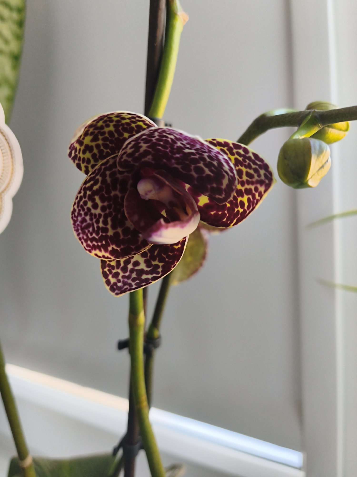 A close-up, indoor, low-angle shot captures a purple and yellow speckled orchid bloom with a light-colored center, and three green orchid buds on a thin green stem. The background is a soft, out-of-focus gray and white. The orchid is positioned in the center of the frame.