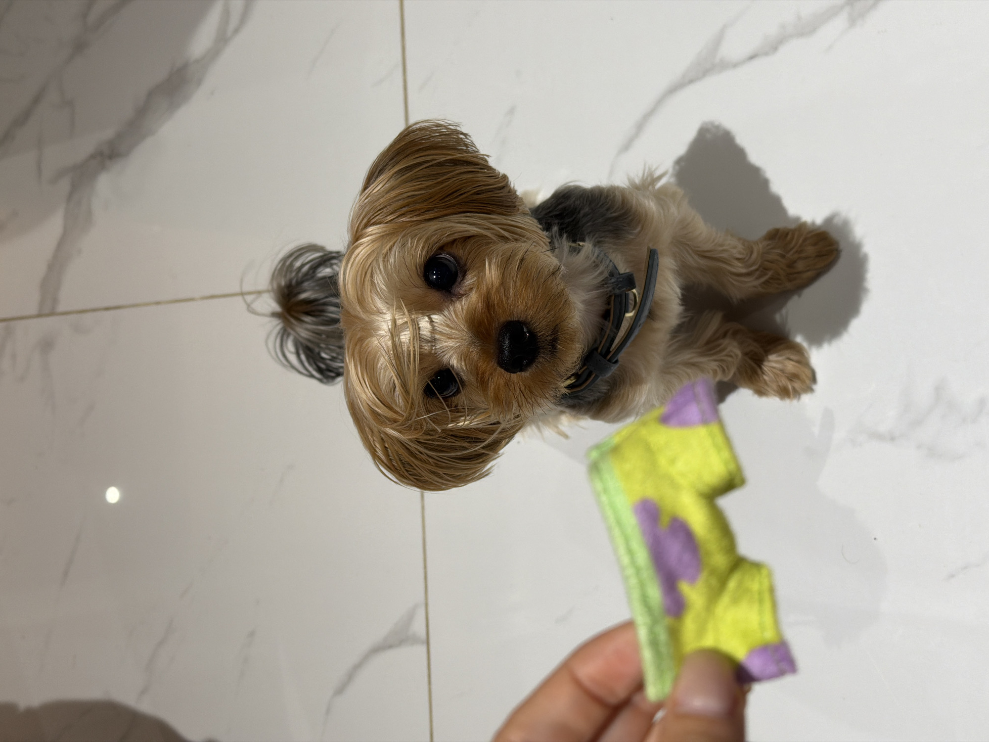 A small Yorkshire Terrier dog, wearing a dark collar, lies on a white marble floor. The dog has light brown fur with darker patches on its ears and back, and its tail is tied up with what appears to be a dark elastic band. The dog is looking up towards the camera. In the foreground, a person's hand holds a small, colorful dog toy, which is yellow with purple heart-shaped patterns and a light green border. The lighting suggests it is daytime, with a shadow of the dog cast on the floor to its right. The scene is indoors, likely in a home, given the flooring and indoor lighting.