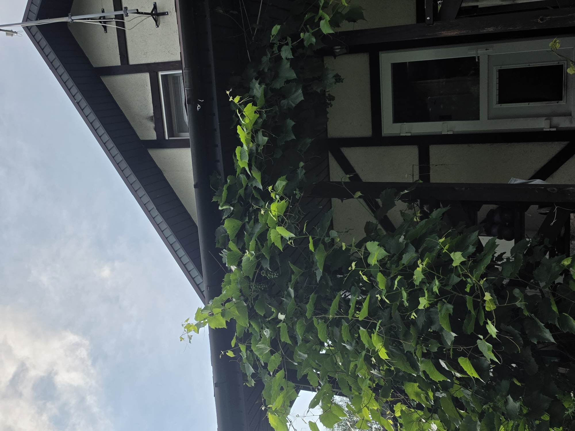 This is a low-angle, full-shot photograph of a two-story house with white stucco walls and dark brown trim, located in the city of Nagorny, Russia. The house has a steeply pitched roof with dark brown eaves and gable ends. A single window is visible on the upper gable. A dark brown gutter runs along the roofline, overhanging a porch area. The porch is supported by dark brown wooden posts and beams, and has a white door with a large glass panel and a smaller window at the bottom. A substantial amount of lush green grapevines with large leaves and small clusters of green grapes are growing over the porch roof and down one of the supporting posts. The sky is visible above the house, with a few scattered white clouds against a light blue background. No people are visible in the scene.