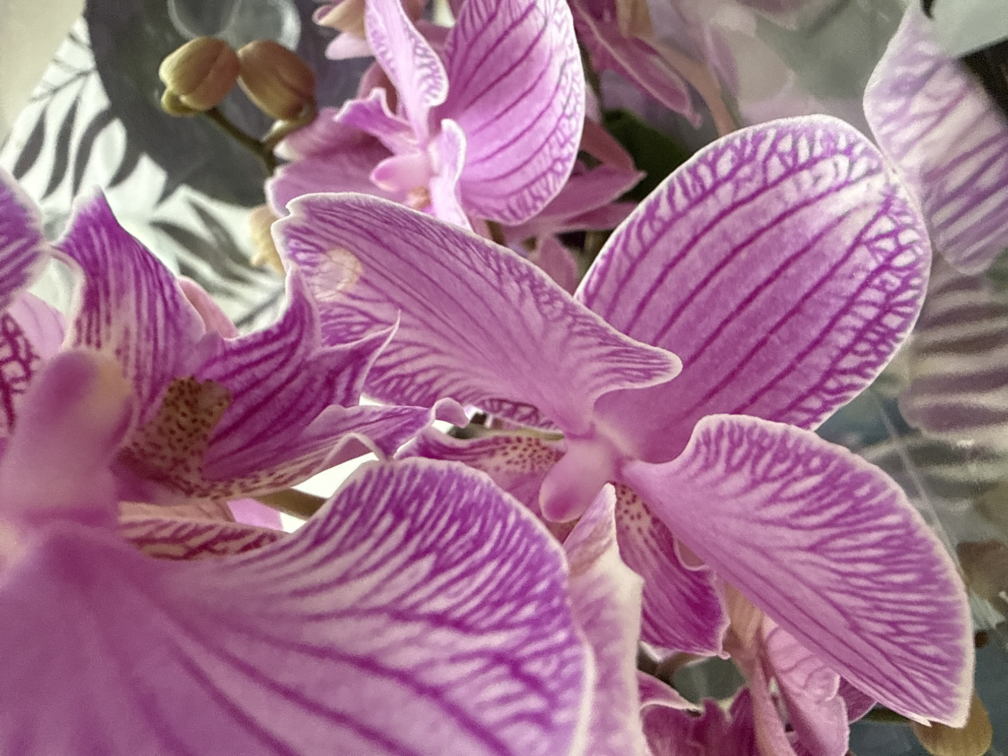 The image is a close-up, vertical shot of pink and white striped orchid flowers. The focus is on the delicate petals with their intricate veining. In the background, two small green buds are visible on a stem. A patterned surface, possibly a tablecloth or wrapping paper, is also blurred in the upper right background. The lighting is soft, highlighting the textures of the flowers. The image does not depict any identifiable location in the city of Burgas, Bulgaria, or any people, actions, or interactions.