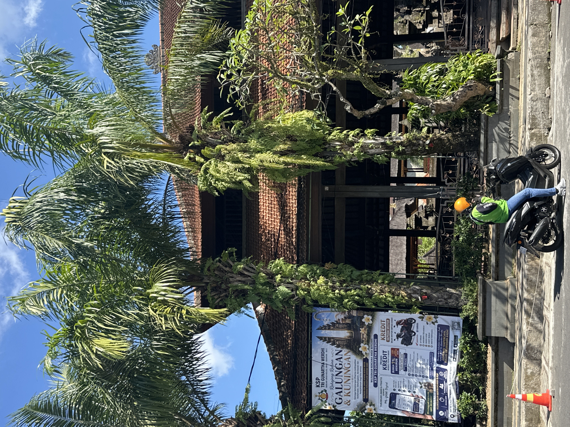 This is a photograph taken in Ubud, Indonesia, capturing a street scene with a person on a scooter. The image is dominated by lush greenery, primarily palm trees with ferns growing on their trunks, and a large tiled roof building in the background. A banner advertising "KSP TRI GUNARTHA WERDHI" and "Galungan & Kuningan" is prominently displayed on the left, featuring images of temples and financial services. A person wearing a bright green jacket and an orange helmet is seated on a black scooter, facing right, parked on the side of the road. The scooter has a license plate that is partially visible. In the foreground, an orange traffic cone is positioned on the pavement. The sky is blue with scattered white clouds. The overall impression is a vibrant, tropical urban environment.