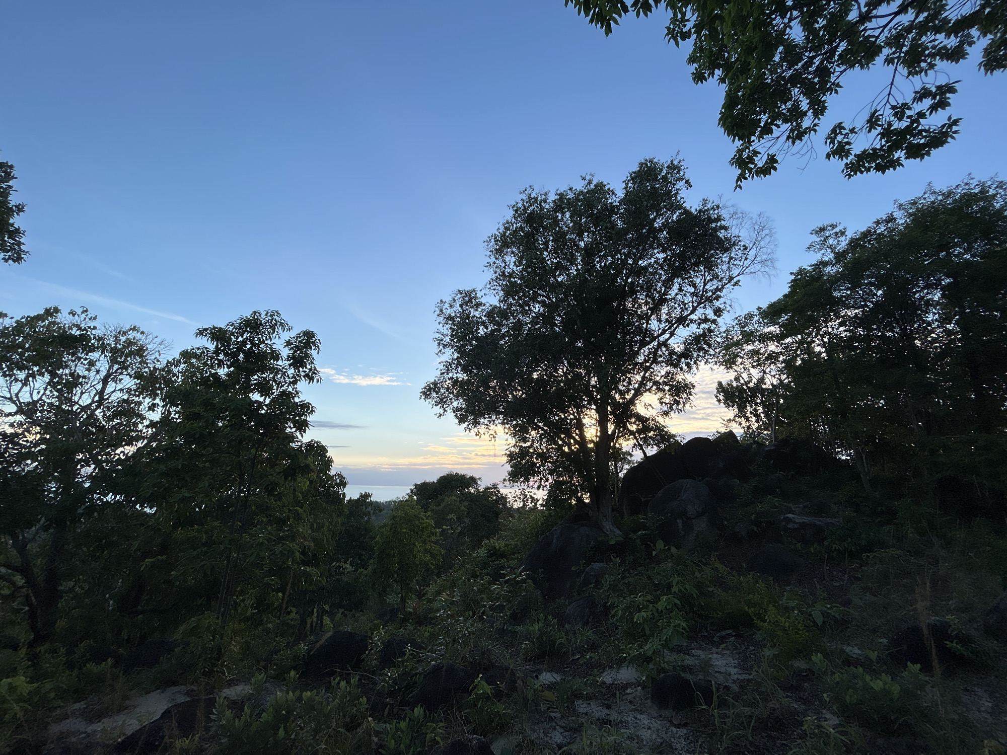 The image shows a view from a rocky, overgrown area looking out towards the ocean at dusk. Several trees with dark green foliage frame the scene, with some branches reaching into the bright blue sky. In the distance, the ocean meets the horizon with a soft gradient of light, suggesting the sun has recently set or is about to rise. The foreground is filled with dense vegetation and dark rocks, indicating a natural, undeveloped landscape. The scene is serene and bathed in the soft light of twilight.