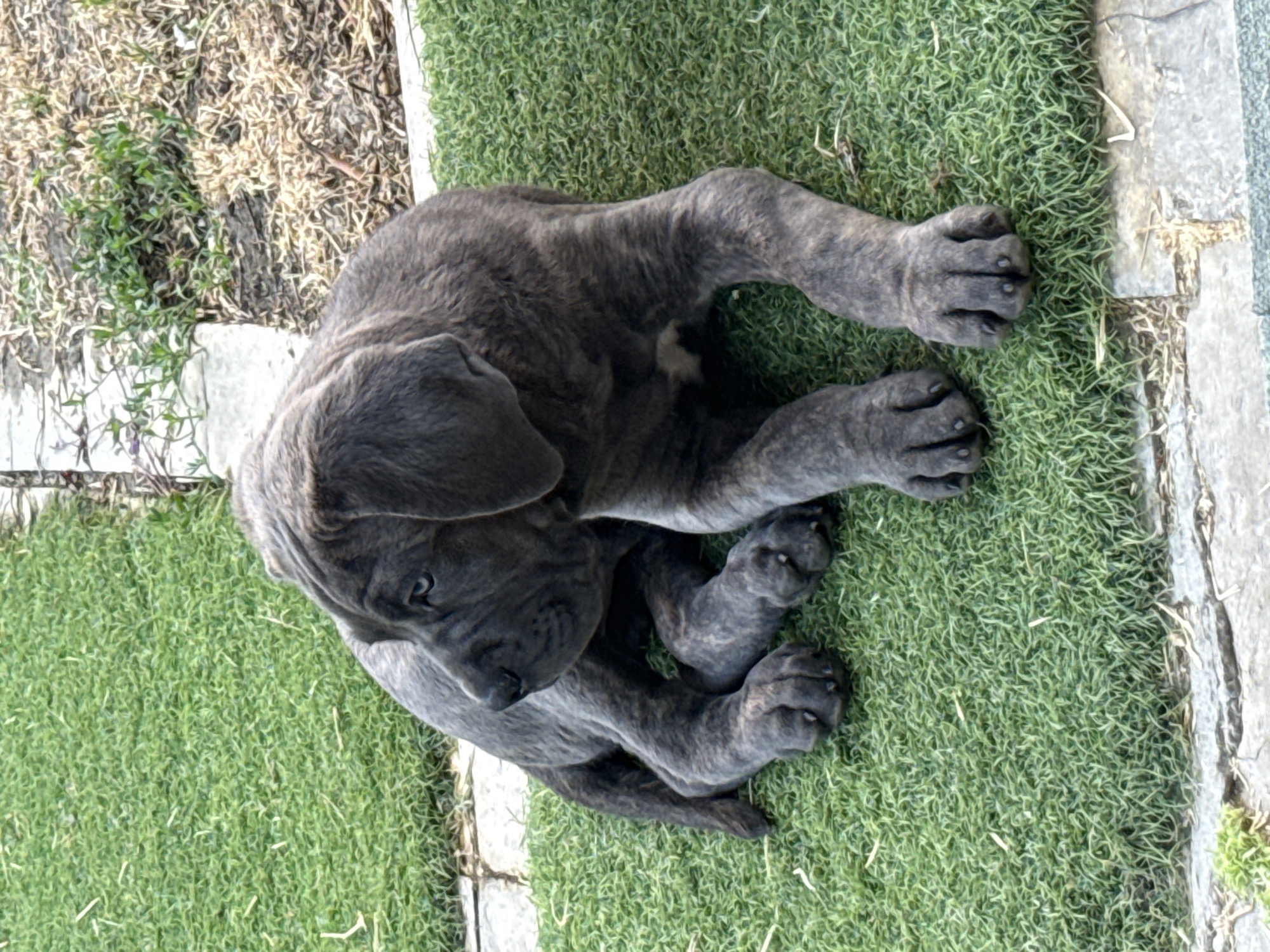 A brindle-colored Great Dane puppy lies on artificial turf, facing left and looking off-camera. The puppy has large paws and floppy ears. In the background, there is dry grass and some green plants. A stone border separates the turf from the dry grass area. The image appears to be taken outdoors during the day.