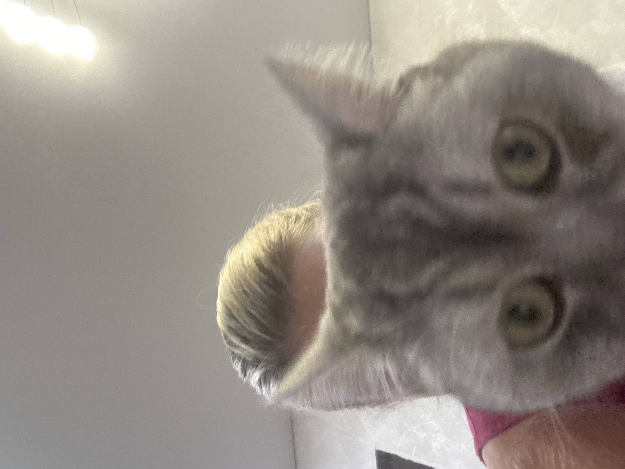 An extreme close-up selfie shows a person's blonde hair and pink shirt in the background, and a grey tabby cat's face in the foreground. The cat's eyes are wide open and its ears are perked up. The cat is looking directly at the camera. The background is out of focus, but it appears to be an indoor setting with a light fixture visible on the ceiling. The image is taken from a low angle, suggesting the person is holding the camera down towards the cat. The scene is not identifiable as being in Abakan, Russia, or any specific city.