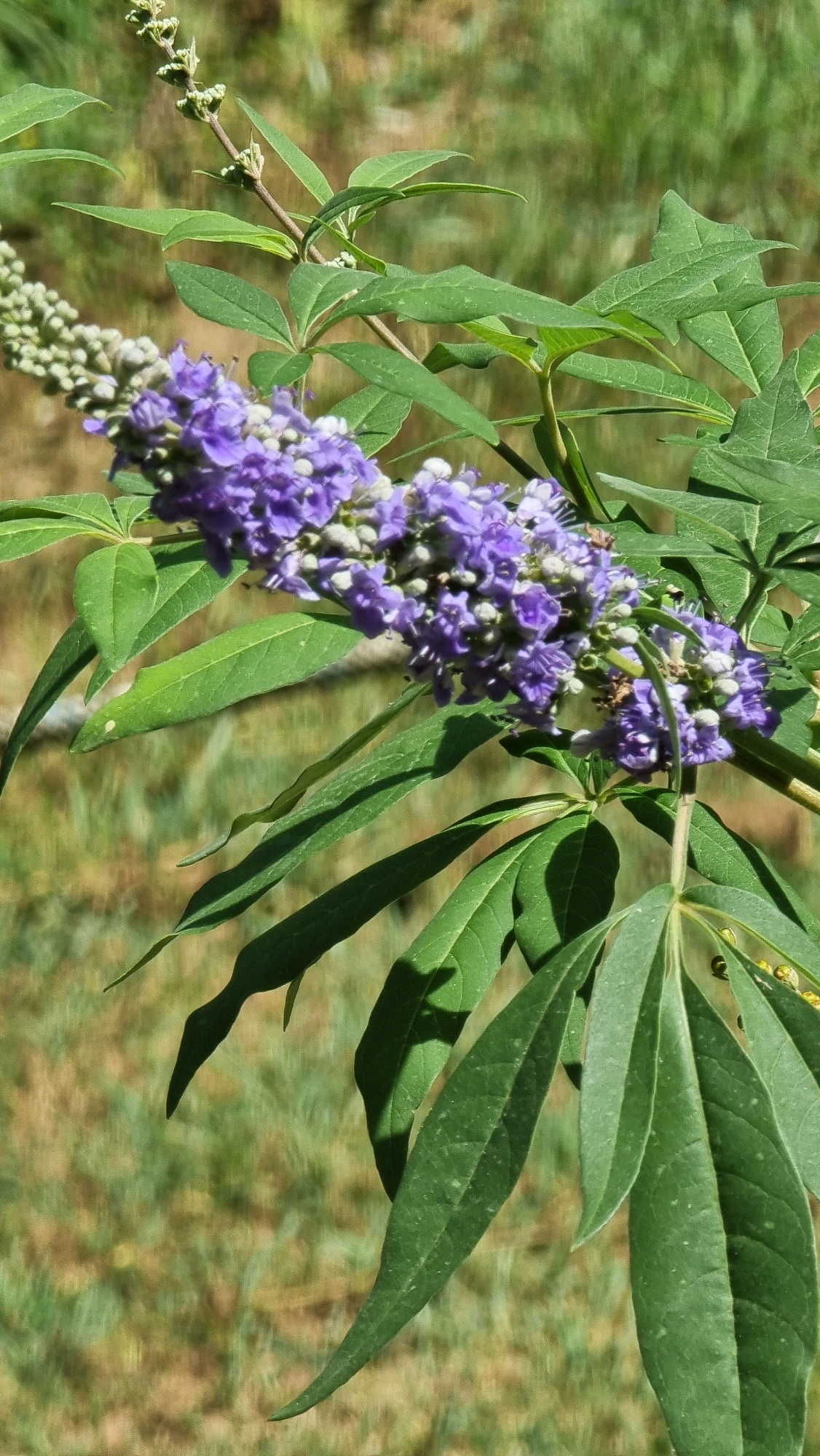 The image shows a close-up view of a flowering plant with clusters of small purple flowers and green leaves. The plant is on a branch, with a blurred background of green and brown vegetation. The scene appears to be outdoors in a natural setting. There are no people or discernible structures visible in the image. The lighting suggests it is daytime. The image does not provide any specific geographical information or context within Sant Joan les Fonts, Spain.