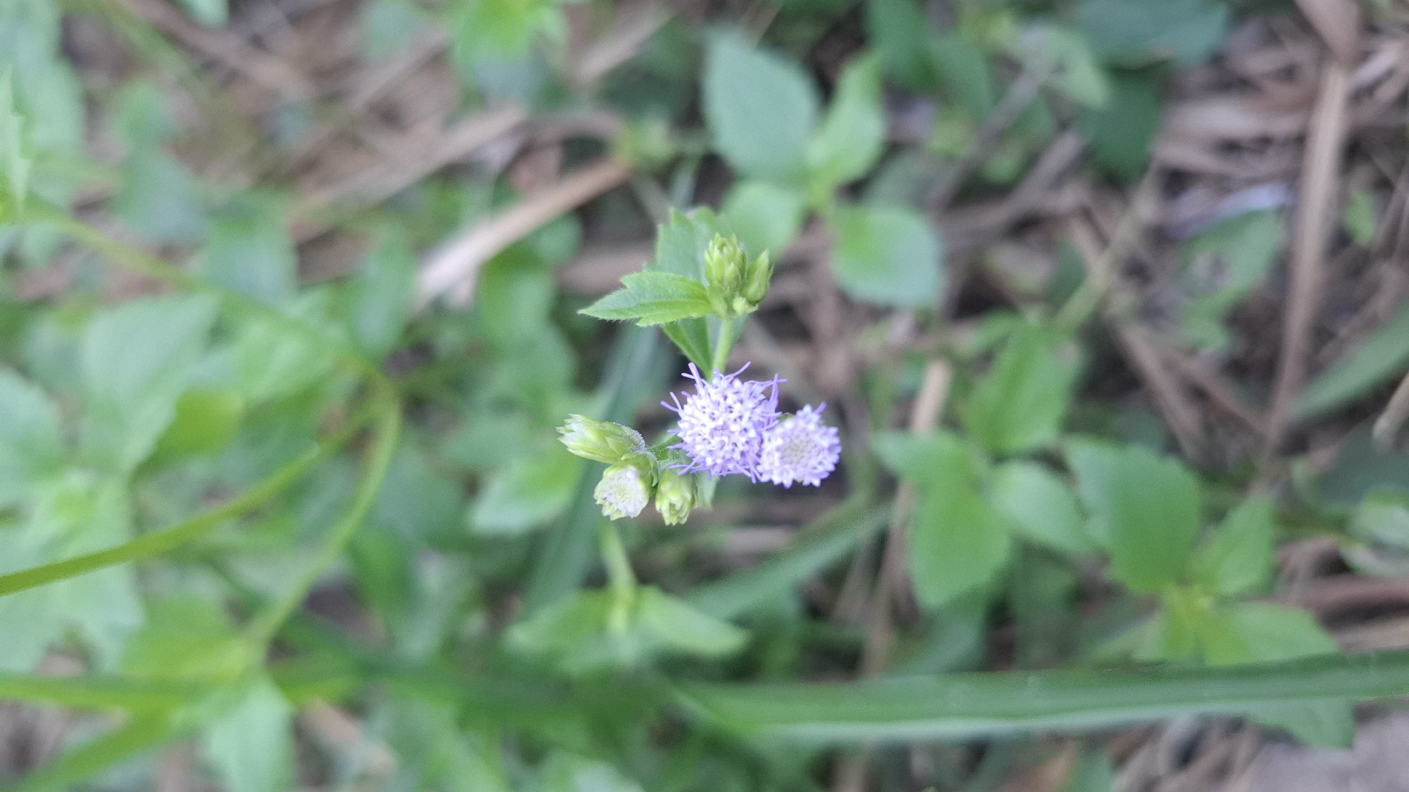 A close-up, eye-level shot captures two small, spherical clusters of delicate, light purple flowers with visible stamens. The flowers are accompanied by two unopened green buds and several green leaves. The background is a soft blur of green foliage and dry, brown organic matter, suggesting an outdoor natural setting. The image appears to be taken in Cibinong Hilir, Indonesia, though no specific structures or human presence are visible within the frame.