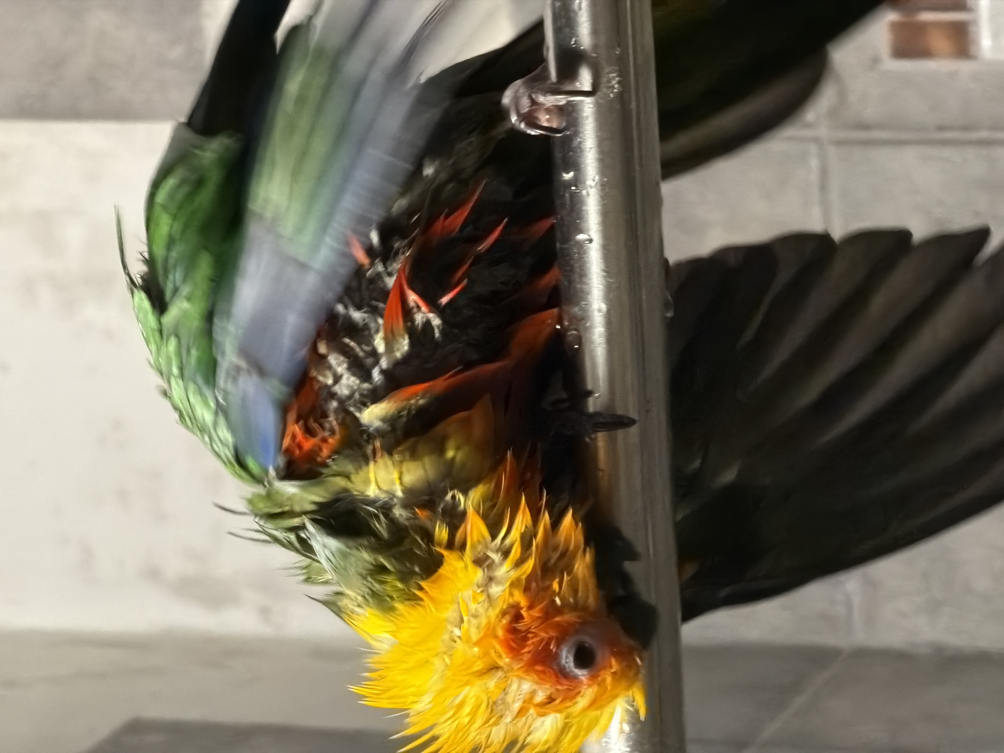 A sun conure parrot is perched upside down on a vertical metal rod. The parrot has wet feathers, with colors of yellow, orange, green, and black visible. Water droplets are present on the metal rod. The background appears to be a bathroom with white tile or wall paneling. There is no evidence of the location being in the city of Khimki, Russia, or any people being present.