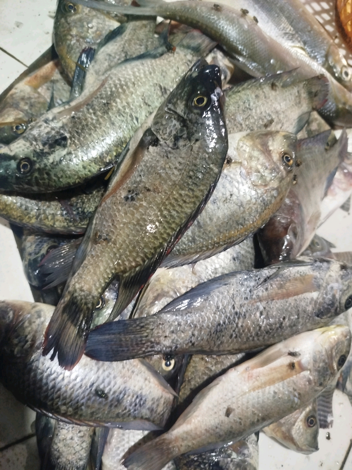 A pile of freshly caught fish, some of which appear to be tilapia, are displayed on a light-colored surface. The fish are a mix of sizes and colors, with prominent scales and visible fins. Several small flies are present on the fish, suggesting they are exposed to the elements. The image seems to be taken at an outdoor market or a fishmonger's stall in Sidoarjo, Indonesia, given the context of local fish markets in the region. The lighting is natural, highlighting the texture and sheen of the fish. No people are visible in the frame.