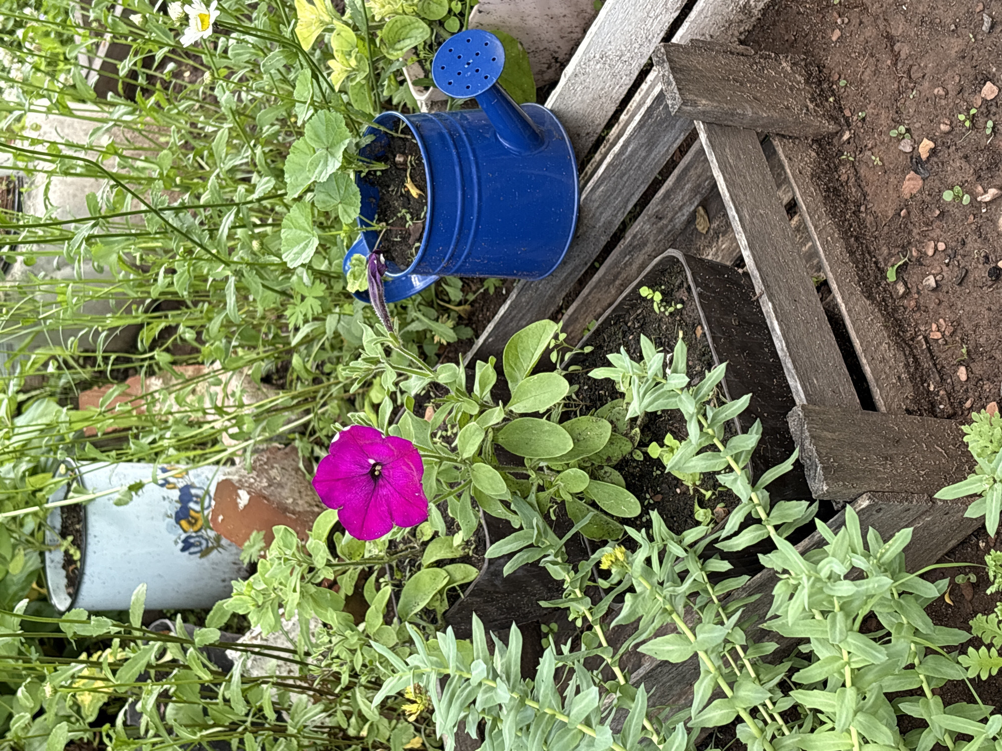 A vibrant pink petunia blooms in a garden setting, surrounded by various plants and gardening accessories. The petunia is in the center of the frame, with its large, fuchsia-colored petals open. To its left, a cluster of pale green plants with small leaves grows. To the right of the petunia, a bright blue miniature watering can sits on a weathered wooden crate. The watering can contains soil and a few small green shoots. Behind the petunia, a light blue metal pitcher with floral decorations is visible. The ground is covered in dark soil with small pebbles and young seedlings. The overall scene suggests a home garden, possibly in a residential area. Bratsk, Russia, is a city known for its industrial activities and is located in Siberia. The climate in Bratsk is continental, with long, cold winters and short, warm summers. This environment would influence the types of plants that can be successfully grown in a garden.