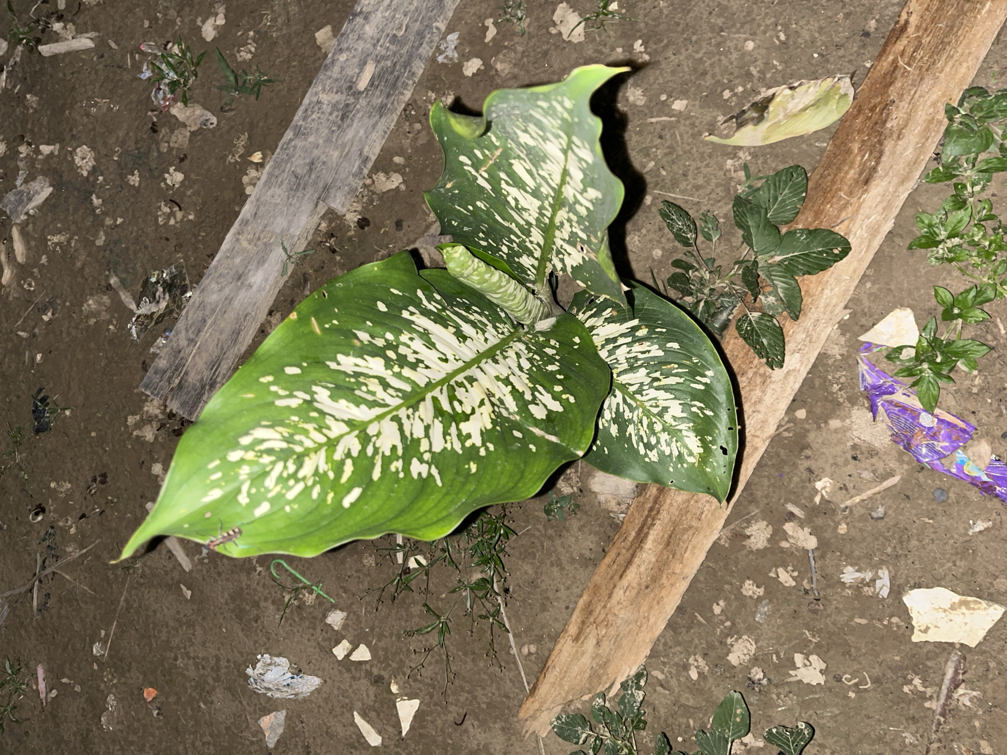The image shows a close-up, overhead view of a leafy green plant with white variegation, likely a Dieffenbachia. The plant is growing in dark, damp soil, which is littered with small pieces of debris, including what appears to be broken pieces of wood, some plastic, and scattered natural elements. Two prominent pieces of wood are visible, one lighter in color and diagonally oriented to the right, and another darker, weathered piece running diagonally to the left. Small, sparse green plants are growing around the main subject and in the surrounding soil. A small insect, possibly an ant or a small beetle, is visible on one of the plant's leaves in the lower left quadrant. In the upper right, a piece of purple plastic packaging is also visible among the debris. The lighting suggests it could be evening or an indoor setting with artificial light, as the shadows are not harsh, and the colors are somewhat muted. The scene appears to be an outdoor area, possibly a garden or a neglected patch of ground, given the presence of soil, debris, and wild-growing plants. There is no visible text in the image.