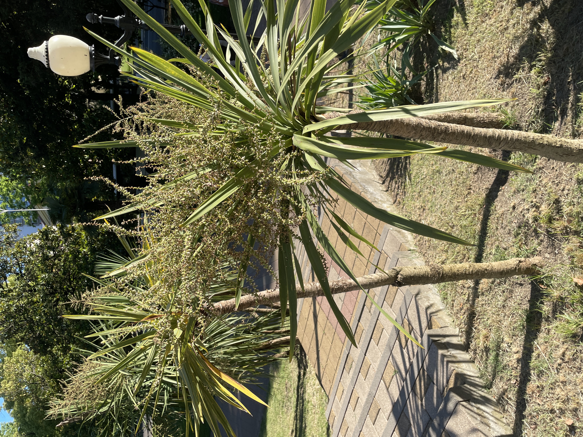 In a sunlit outdoor scene in Sochi, Russia, two young palm trees stand in a grassy area with a paved pathway bordering them. The palm trees have slender, textured trunks and feature long, green, strap-like leaves that fan out from the top. Both trees are adorned with clusters of small, light-colored blossoms or developing fruit, giving the upper part of the trees a somewhat fluffy appearance.
Behind the palm trees, the background consists of lush green foliage from larger trees and shrubs, suggesting a park or garden setting. To the right of the frame, a decorative white lamppost with ornate black detailing is visible. The ground is covered in dry, sun-bleached grass interspersed with greener patches. The paved pathway is laid with rectangular stones in alternating shades of tan and reddish-brown, forming a geometric pattern. Shadows from the palm fronds and possibly unseen structures create a dappled effect on the grass and pathway. The overall impression is one of a well-maintained outdoor space bathed in bright daylight.