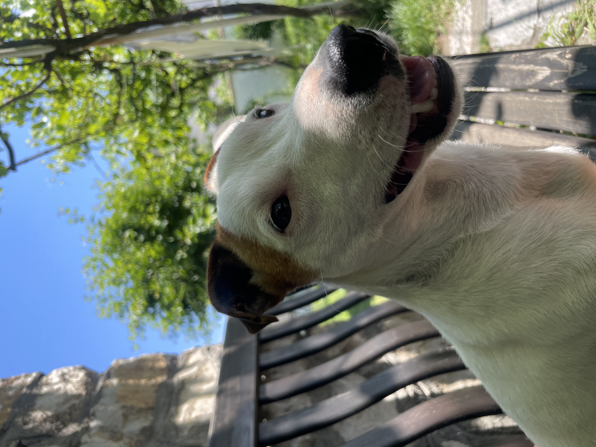 An over-the-shoulder, medium shot captures a Jack Russell Terrier mix sitting on a wooden bench outdoors in bright daylight. The dog is primarily white with brown and black markings on its head and ears. It is looking to its right, with its mouth slightly open, revealing its teeth and tongue. The dog's fur is short and appears to be clean.
The bench is made of dark wood with vertical slats. In the background, a blurred stone wall is visible to the left, while trees with green foliage and a bright blue sky fill the upper right portion of the frame. The lighting suggests a sunny day, casting shadows on the bench and highlighting the dog's face. There are no people visible in the image. The environment appears to be a garden or courtyard area.