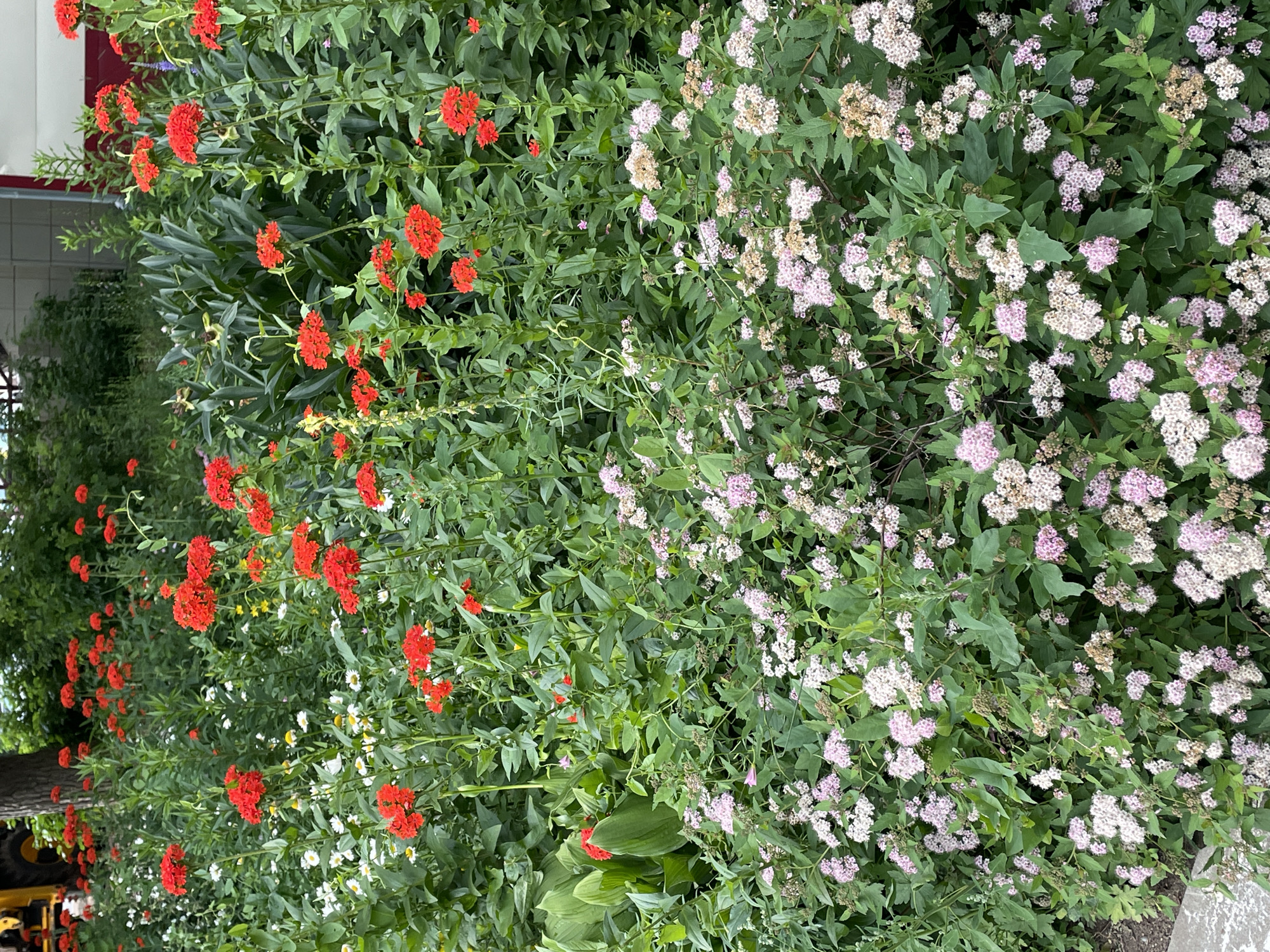 This is a photograph of a dense cluster of green leafy plants, some of which are adorned with clusters of small red flowers and others with clusters of small white and pale pink flowers. The red flowers are arranged in tight, rounded clusters on upright stems, and appear to be quite vibrant. The white and pale pink flowers are also in clusters, but appear more delicate and airy, with some clusters showing signs of fading. The foliage is a rich green, with various shades and textures suggesting different types of plants growing together. There are no people or animals visible in the image. The lighting suggests it could be daytime, with no strong shadows indicating a particular time of day. The overall scene is one of lush vegetation, possibly a garden bed or a wild planting. The image is cropped closely to the plants, offering a detailed view of the floral display. There is no visible text in the image.