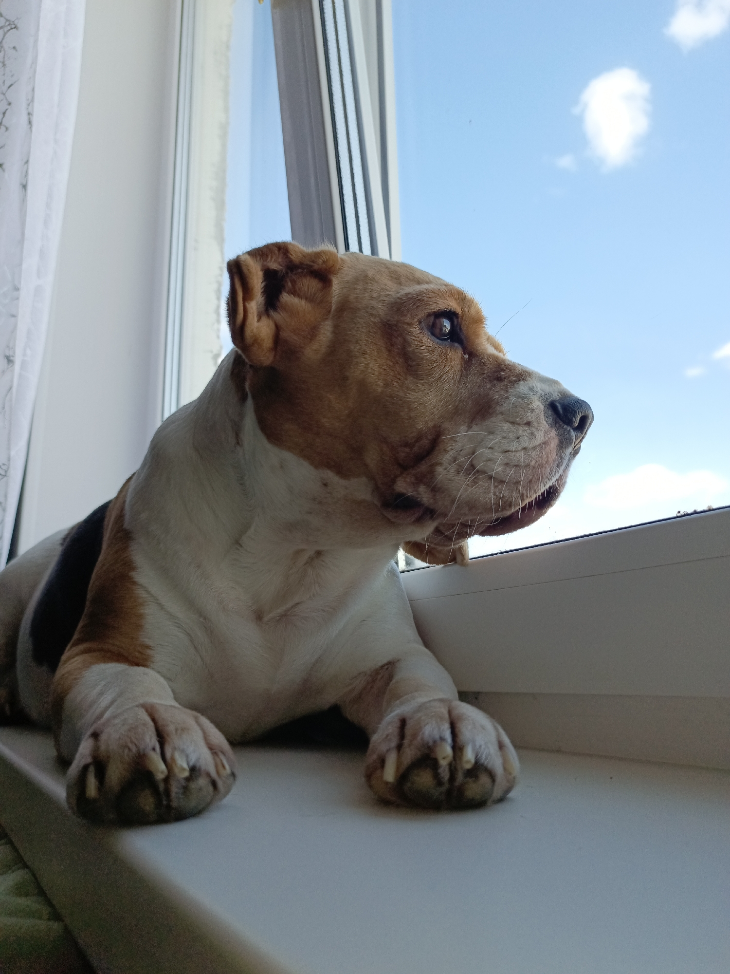 A brown and white dog lies on a white windowsill, gazing out of a window towards a blue sky with a few scattered clouds. Behind the dog and to the left is a white lace curtain. The location is Марковский, Russia.