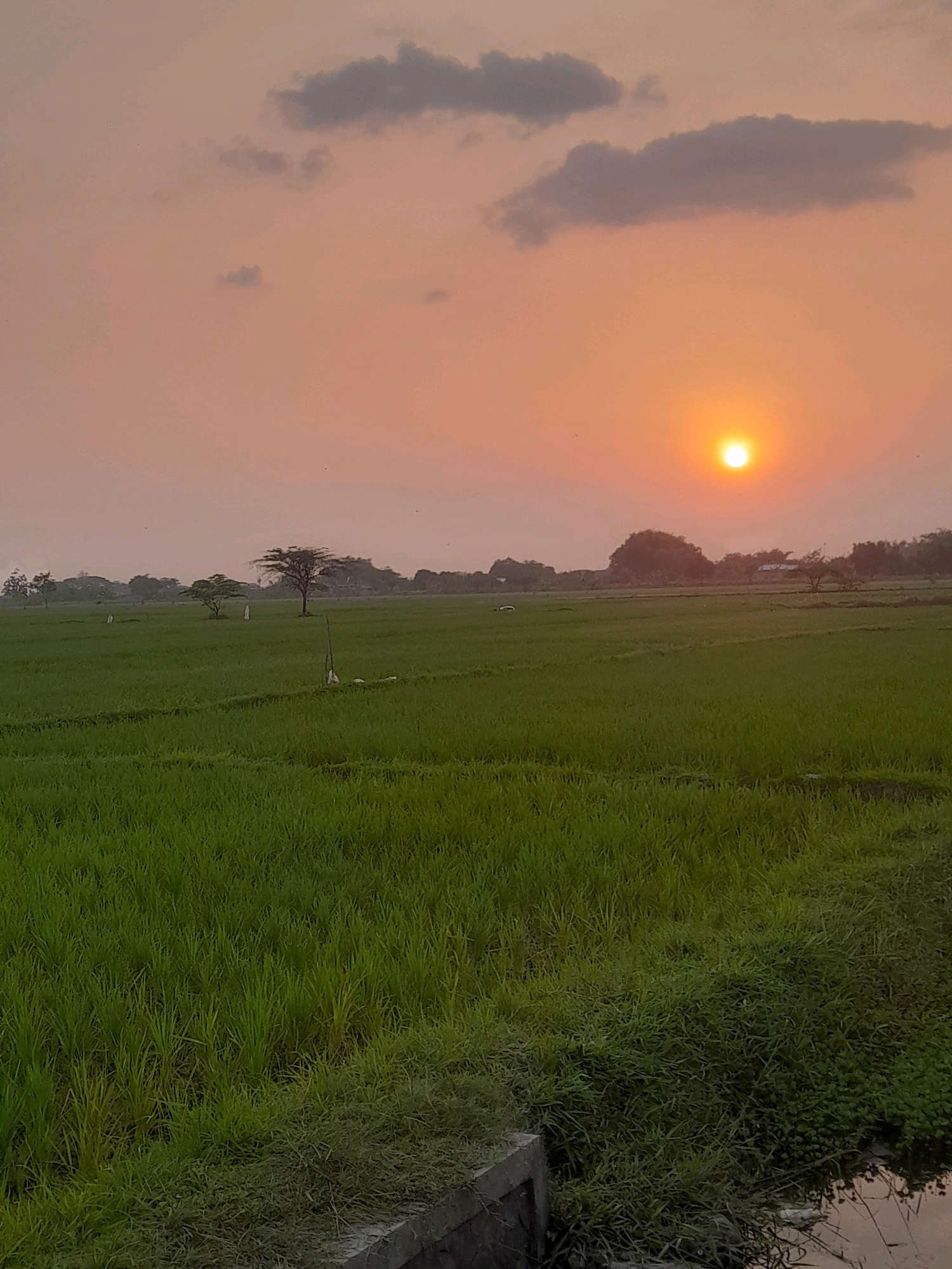 The image depicts a rural landscape at sunset, likely in Gudo, Indonesia, given the presence of rice paddies. The sky is a soft orange and pink, with scattered grey clouds. A bright, circular sun is low on the horizon, casting a warm glow. In the foreground, lush green rice paddies stretch towards the horizon, with visible rows and texture in the young rice plants. A dark, narrow strip of vegetation runs along the bottom edge of the image, bordering what appears to be a concrete structure. In the mid-ground, several trees are scattered across the field, some appearing more solitary and mature, while others form smaller clusters. A few small, dark specks, possibly birds, are visible in the sky. The overall scene conveys a sense of tranquility and the end of the day in a cultivated agricultural area.