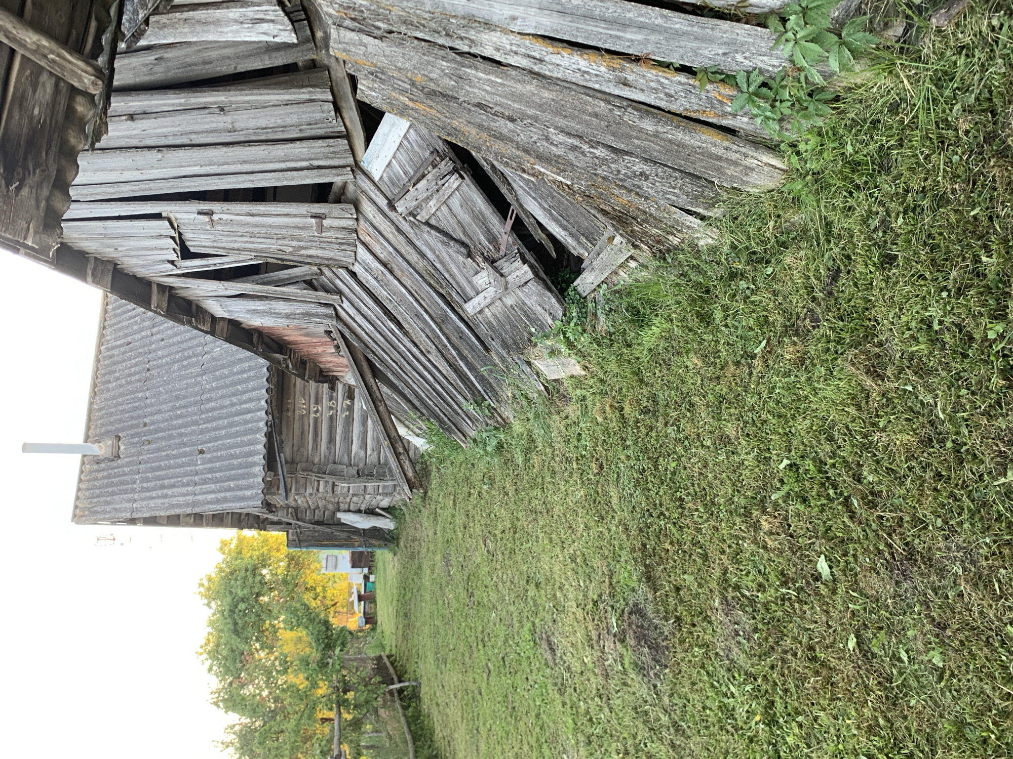 The image depicts a rural scene in Відзаўскі сельскі Савет, Belarus, featuring two weathered wooden structures and an overgrown grassy area.
In the left-center, a two-story log cabin or house stands, constructed from horizontal, aged wooden logs. Its roof is composed of grey, corrugated asbestos-cement sheets, from which a narrow, light-colored metal chimney pipe extends vertically. The side of this building is partially obscured by another, more dilapidated wooden structure. Beyond the cabin to the left, green trees with dense foliage are illuminated by direct sunlight, and a rudimentary wooden fence runs parallel to a mowed grassy path. In the far distance, a white table and benches are visible in an outdoor setting.
To the immediate right of the log cabin, a second, single-story wooden outbuilding or barn is collapsing. Its upper section features vertical wooden planks, many of which are broken, warped, or missing, revealing gaps and the interior structure. A small, dark wooden door or shutter, secured by a metal latch, is visible amidst these planks. The lower portion of this structure consists of horizontal wooden planks that have largely collapsed inwards and downwards, creating large openings and lying at an angle to the ground. The wood of both buildings shows significant weathering, exhibiting a greyish, aged appearance.
The foreground and midground are covered in unevenly mowed green grass, interspersed with various small plants. Green foliage is actively growing along the base of the collapsing structure and within the gaps created by its fallen planks. No individuals are present in the scene. The natural lighting suggests a clear day, with sunlight illuminating the background and left side of the scene, casting softer light on the foreground.