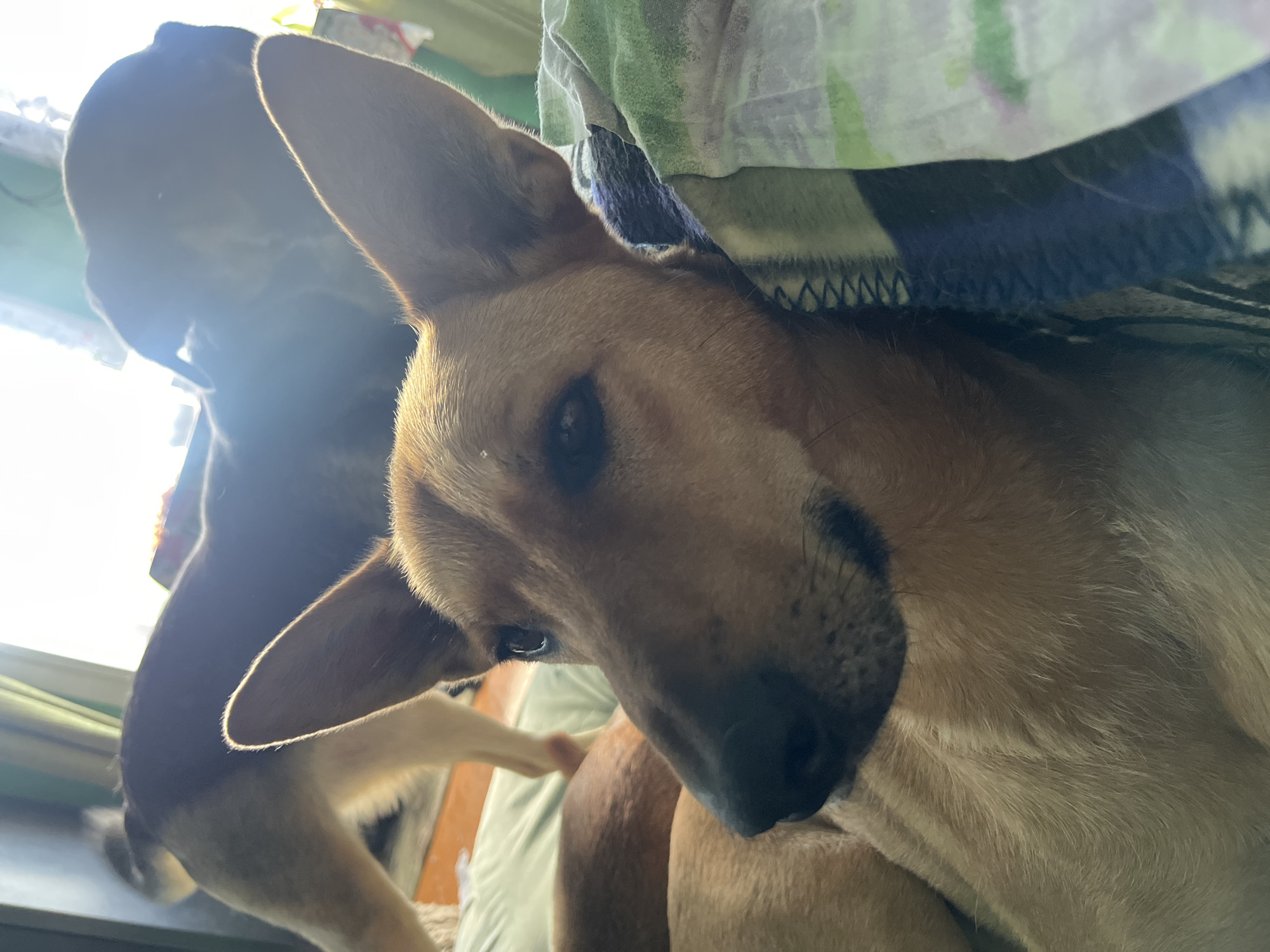 The image shows a close-up of a tan-colored dog with large ears, resting on a patterned blanket. The dog's face is the primary focus, with its eye visible and its nose dark. In the background, another dog, darker in color, is out of focus. The environment appears to be indoors, with light streaming in from a window or doorway, creating a bright, slightly hazy atmosphere. The blanket beneath the dog has a pattern of green, white, and blue. The scene is calm and domestic. There is no identifiable location in Nizhny Tagil, Russia.