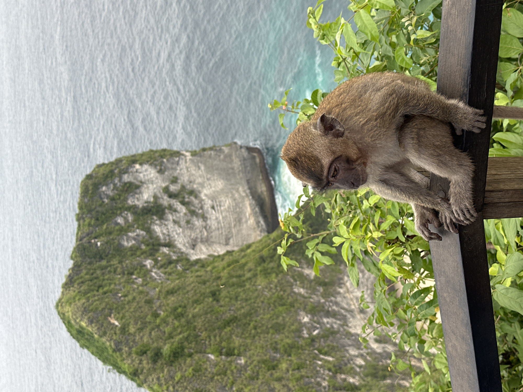 A medium shot shows a small, brown monkey sitting on a dark, wooden rail on the edge of a cliff, with lush green vegetation growing behind the rail. The monkey is looking down and appears to be resting or observing. The cliff edge reveals a dramatic landscape with a large, green and gray rock formation extending into the turquoise and gray ocean. This scene is captured in Nusa Penida, Indonesia.