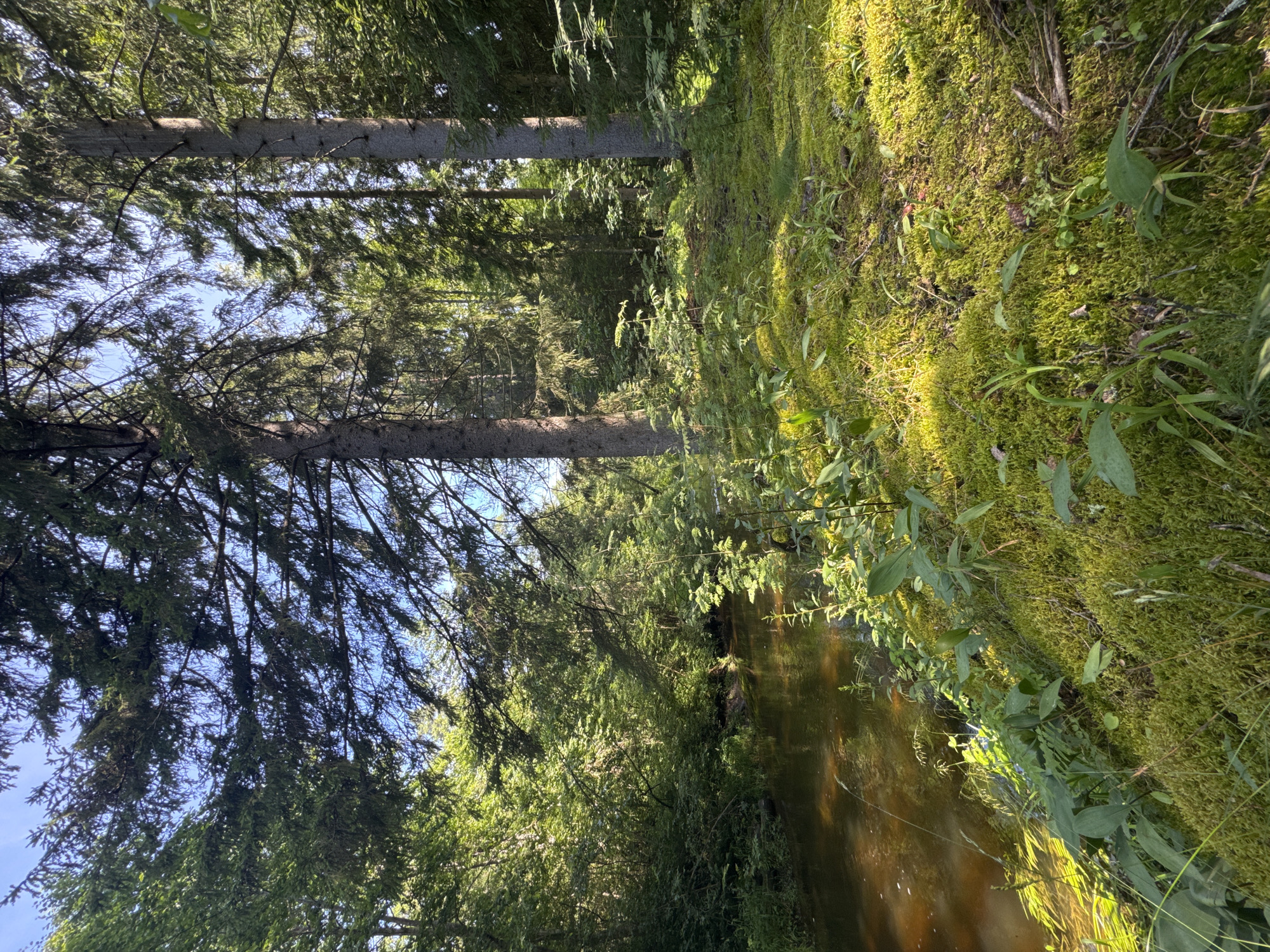 The image depicts a serene natural scene within the city of Zelonaya Dolina, Russia. A shallow, narrow river flows gently through a dense forest. The river's water is a murky brown, reflecting the surrounding foliage and dappled sunlight. The riverbanks are lush with vibrant green moss, which also carpets the forest floor. Tall, mature coniferous trees dominate the landscape, their branches forming a canopy that filters the sunlight, creating a play of light and shadow on the ground. Various smaller plants and ferns grow along the mossy banks, adding texture and depth to the scene. The sky above is clear blue, with hints of sunlight breaking through the trees. The overall impression is one of a tranquil and untouched natural environment within the urban setting of Zelonaya Dolina. There are no people or animals visible in the image.