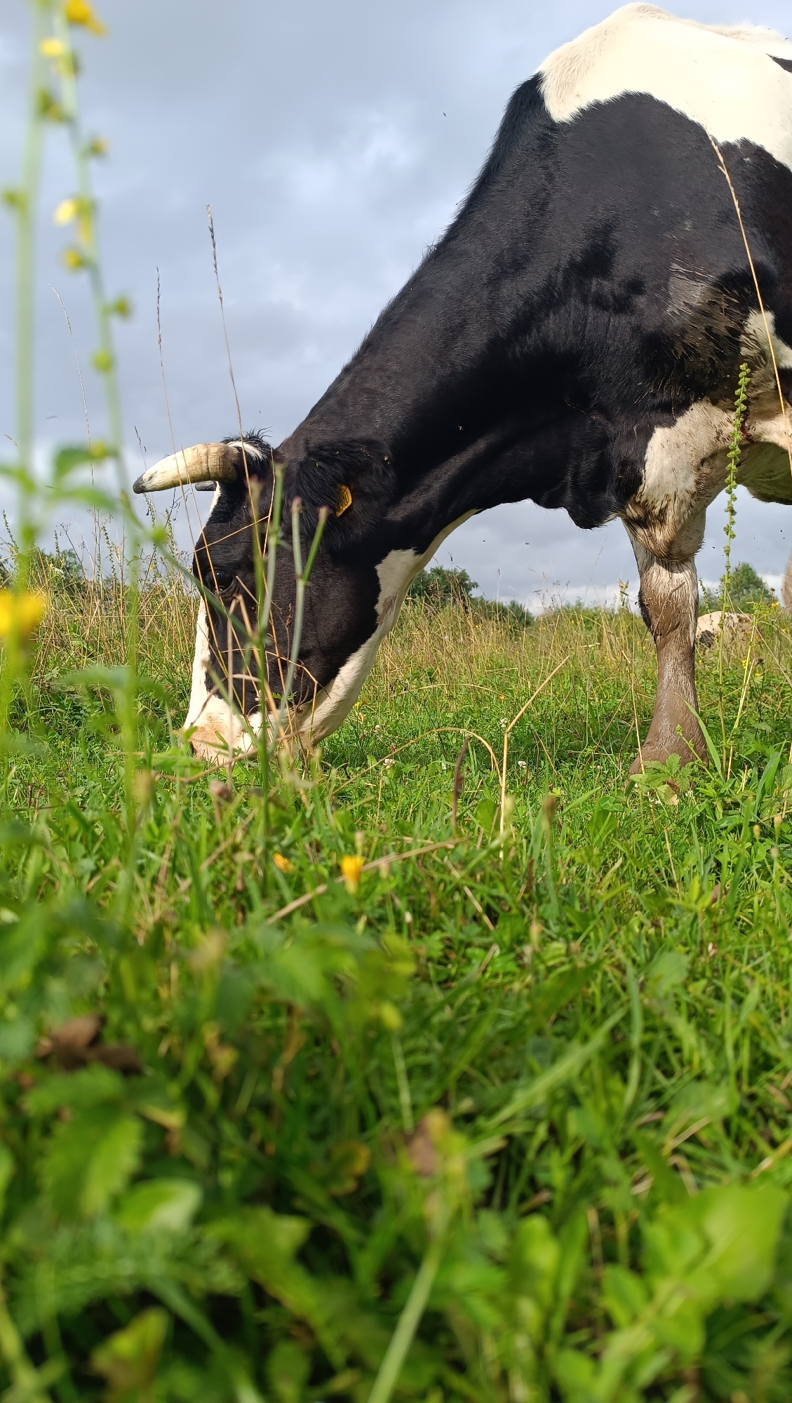 The image shows a black and white cow grazing in a field. The cow is positioned in the center of the frame, with its head lowered to the ground as it eats grass. The foreground is dominated by lush green grass and some yellow wildflowers, which are slightly out of focus. In the background, there is a slightly overcast sky with some clouds. The cow's body is partially visible, showing its black and white markings and its legs. The setting appears to be a rural or semi-rural area. No specific location within the city of Karsha, Russia, can be determined from the image.