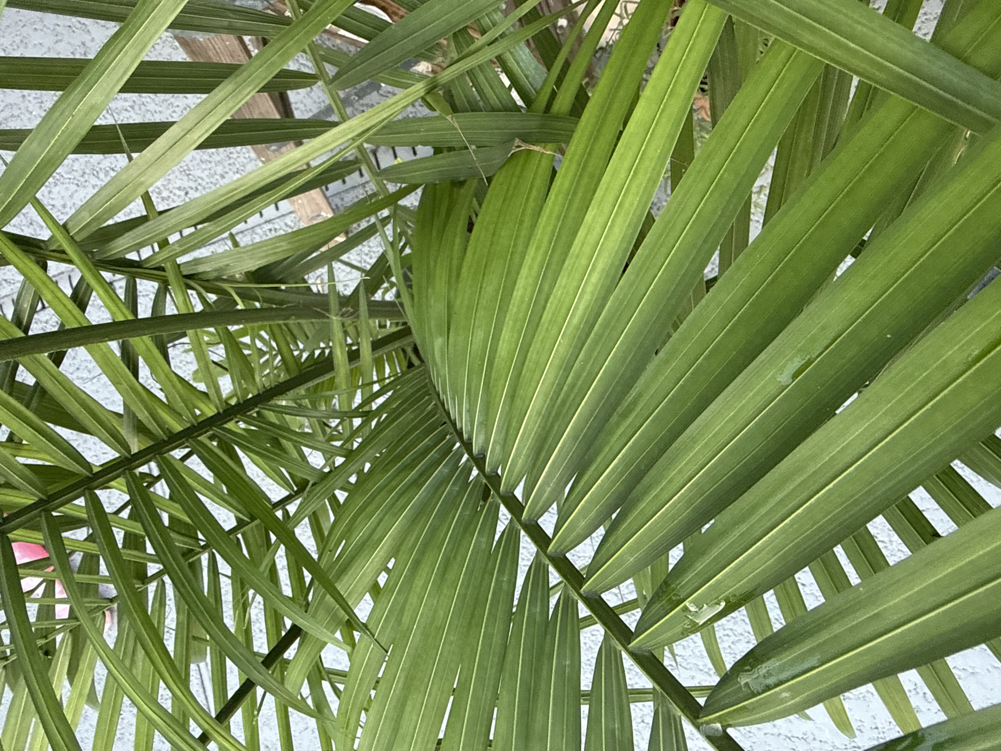 The image displays a close-up view of vibrant green palm fronds. The fronds are long, slender, and arranged in a fanned pattern. Their surfaces show fine parallel lines, suggesting natural venation. Some fronds have a slight sheen, possibly due to moisture. In the background, a textured light blue surface is visible, with hints of what appears to be a wooden fence or structure. A small, bright pink object is also partially visible in the upper portion of the image, obscured by the foliage. The scene is an outdoor environment, with the light suggesting it is daytime. The location is identified as Trinity, United States of America.