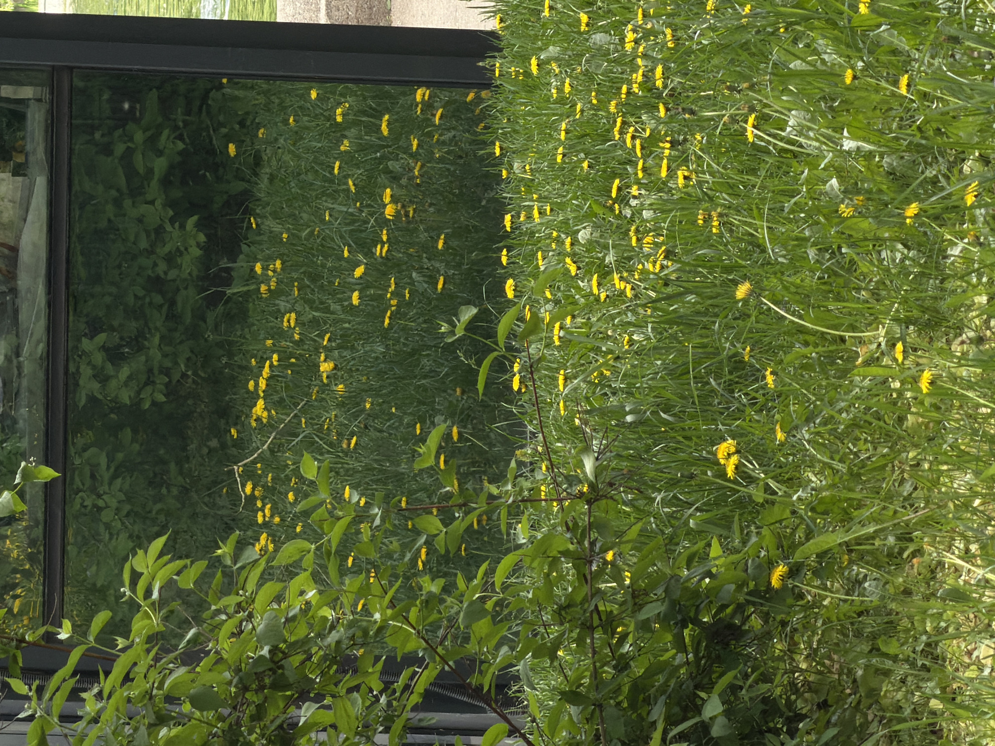The image shows a close-up of vegetation, mainly grass with yellow flowers, growing next to a building with large windows. The windows reflect the vegetation, creating a mirror image. The scene appears to be located outdoors, possibly in a garden or park-like setting. The building has a dark frame. There is no visual confirmation of the location in Moscow, Russia.